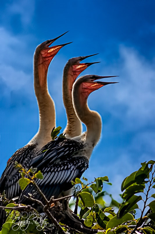 Canon EF-S 55-250mm F4-5.6 IS sample photo. The anhinga trio photography