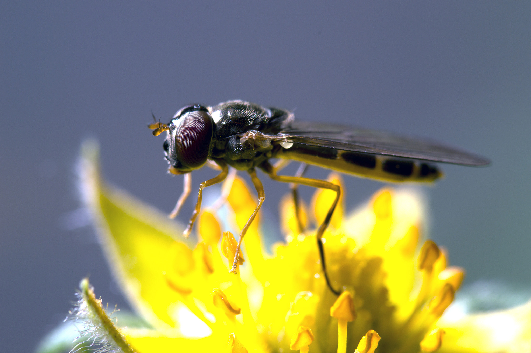 AF Zoom-Nikkor 24-120mm f/3.5-5.6D IF sample photo. Hoverfly photography