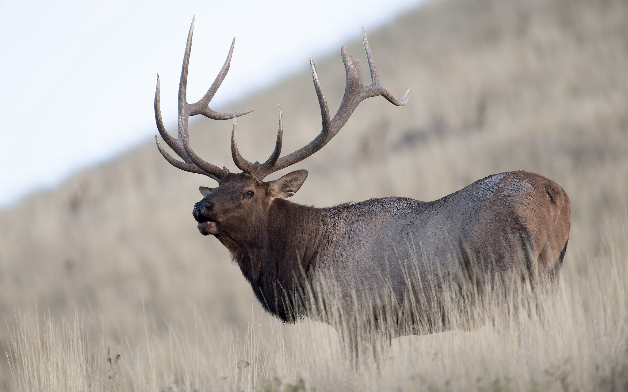 Canon EF 500mm F4L IS USM sample photo. Rutting bull elk photography