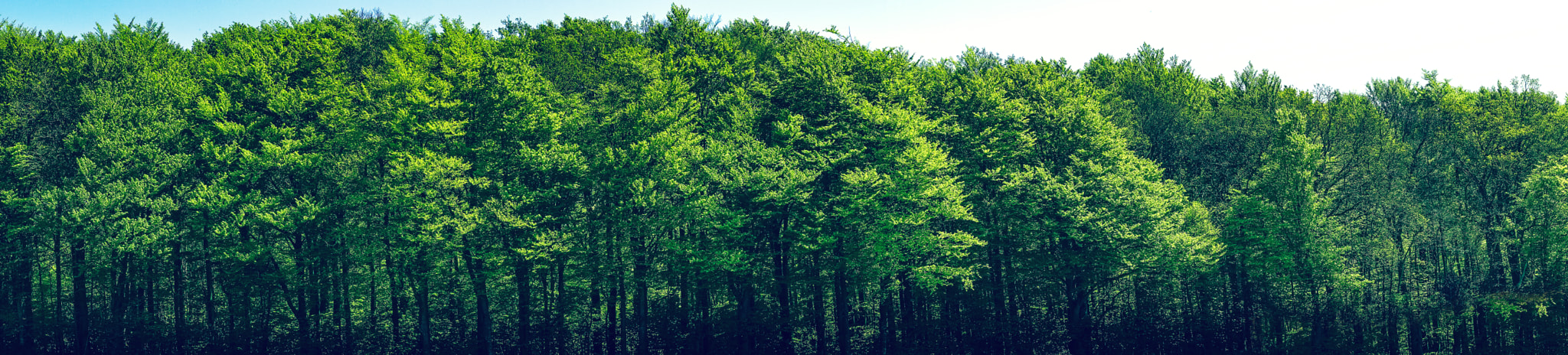 Sony a7R + Minolta AF 50mm F1.4 [New] sample photo. Green trees scenery in panorama photography