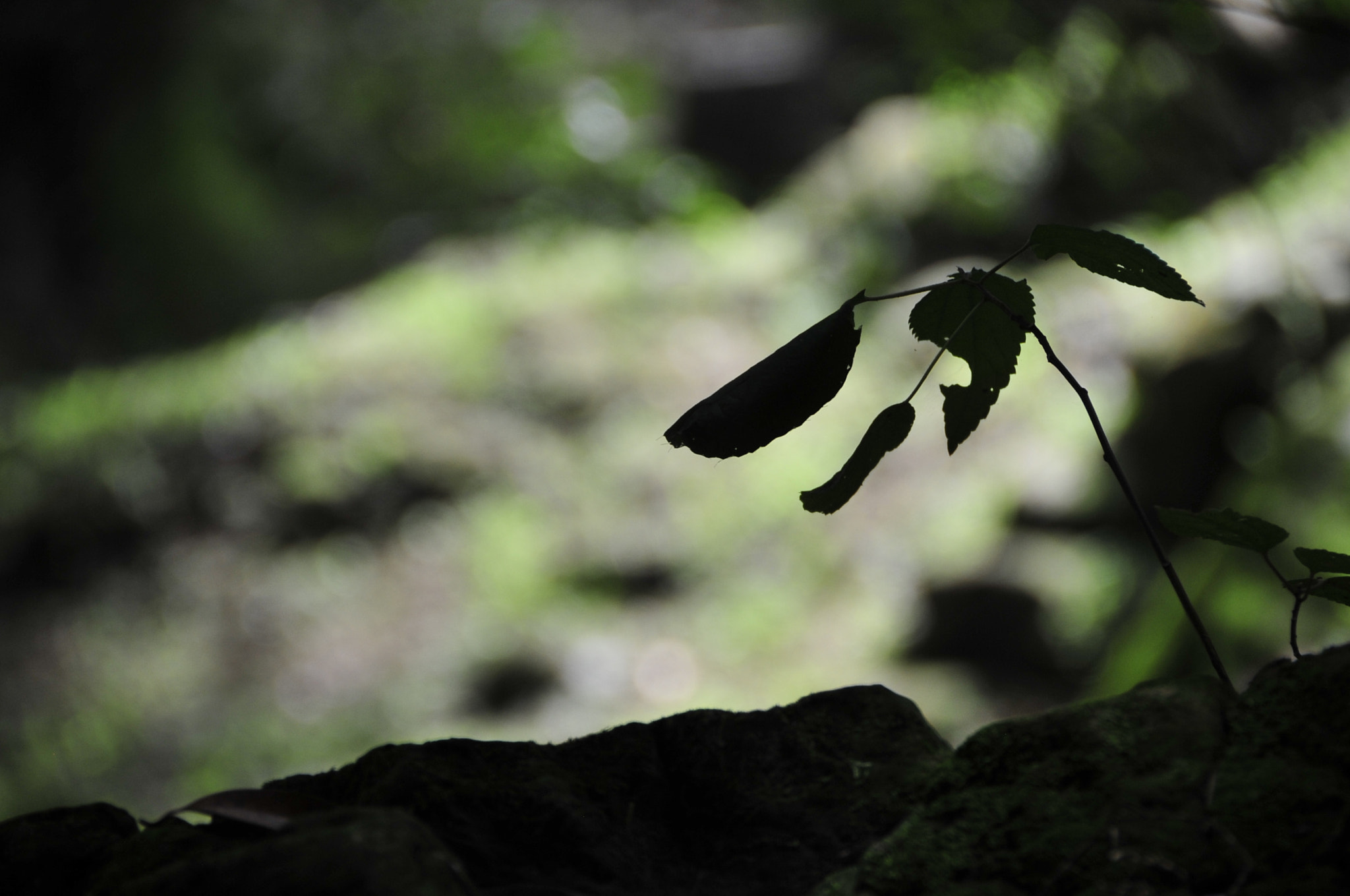 Nikon D3 sample photo. .. photography