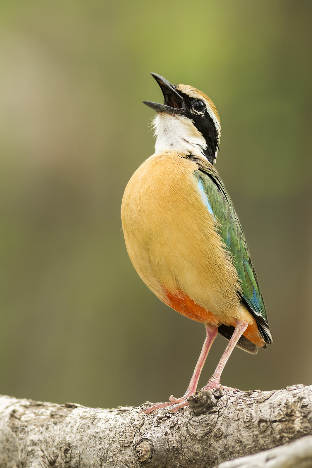 Nikon AF-S Nikkor 300mm F2.8G ED VR II sample photo. Indian pitta photography