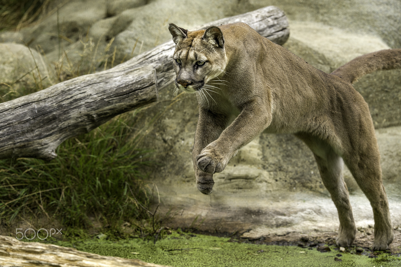 Nikon D5 + Nikon AF-S Nikkor 200mm F2G ED VR II sample photo. Mountain lion photography