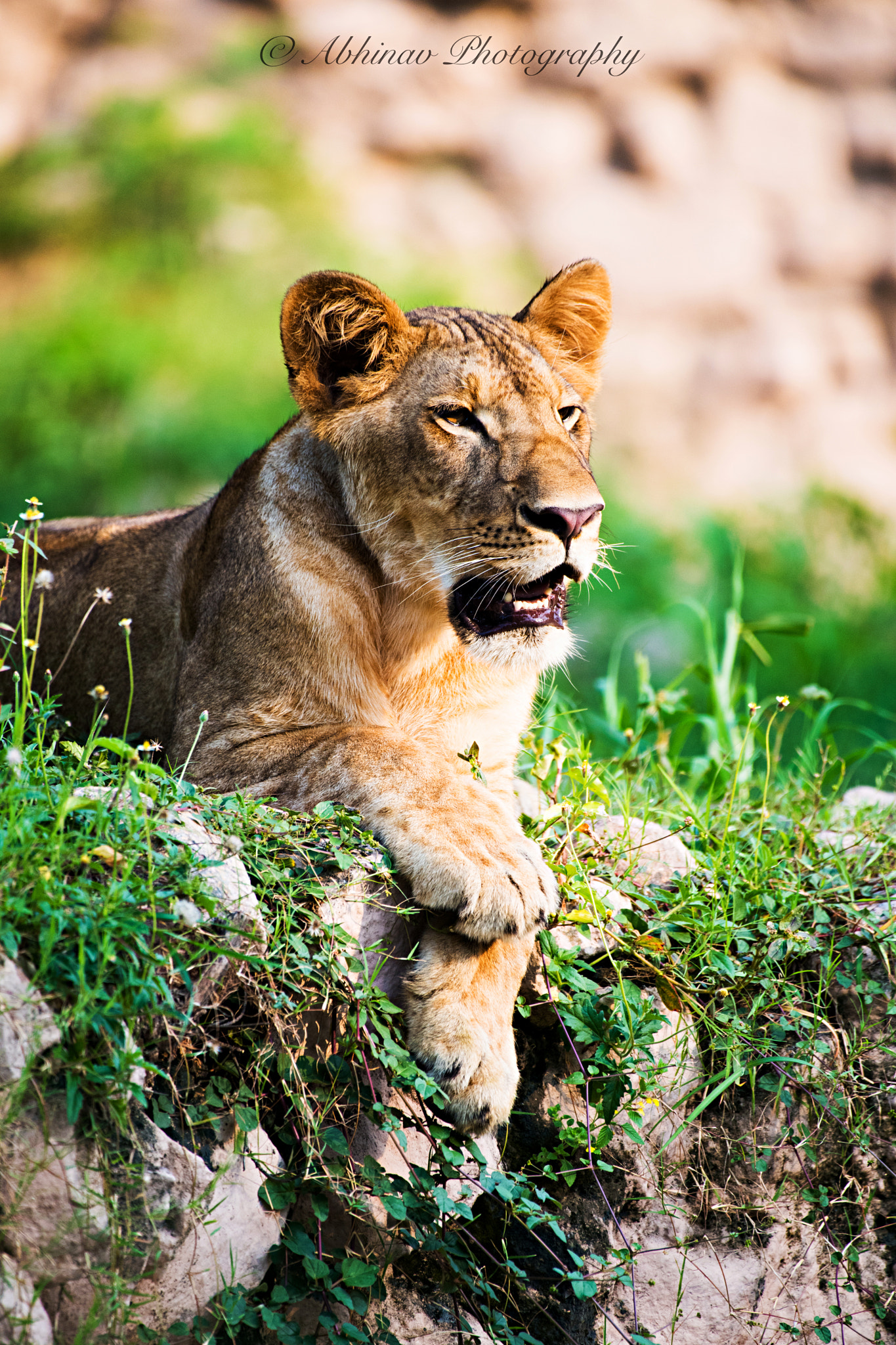 Nikon AF-S Nikkor 200-500mm F5.6E ED VR sample photo. Wildlife photography