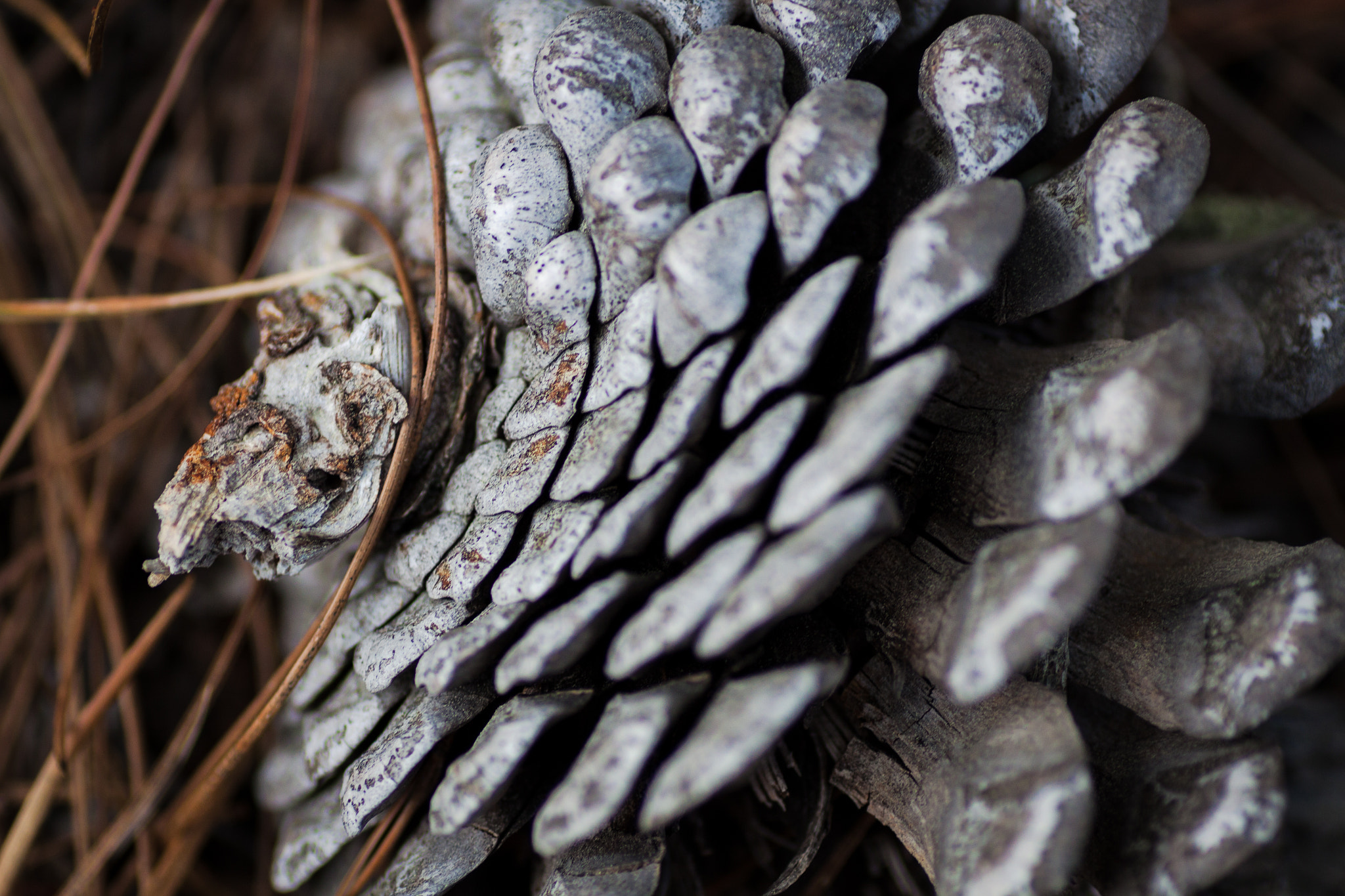 Canon EOS 50D + Tamron SP AF 90mm F2.8 Di Macro sample photo. Spiral of spiral photography