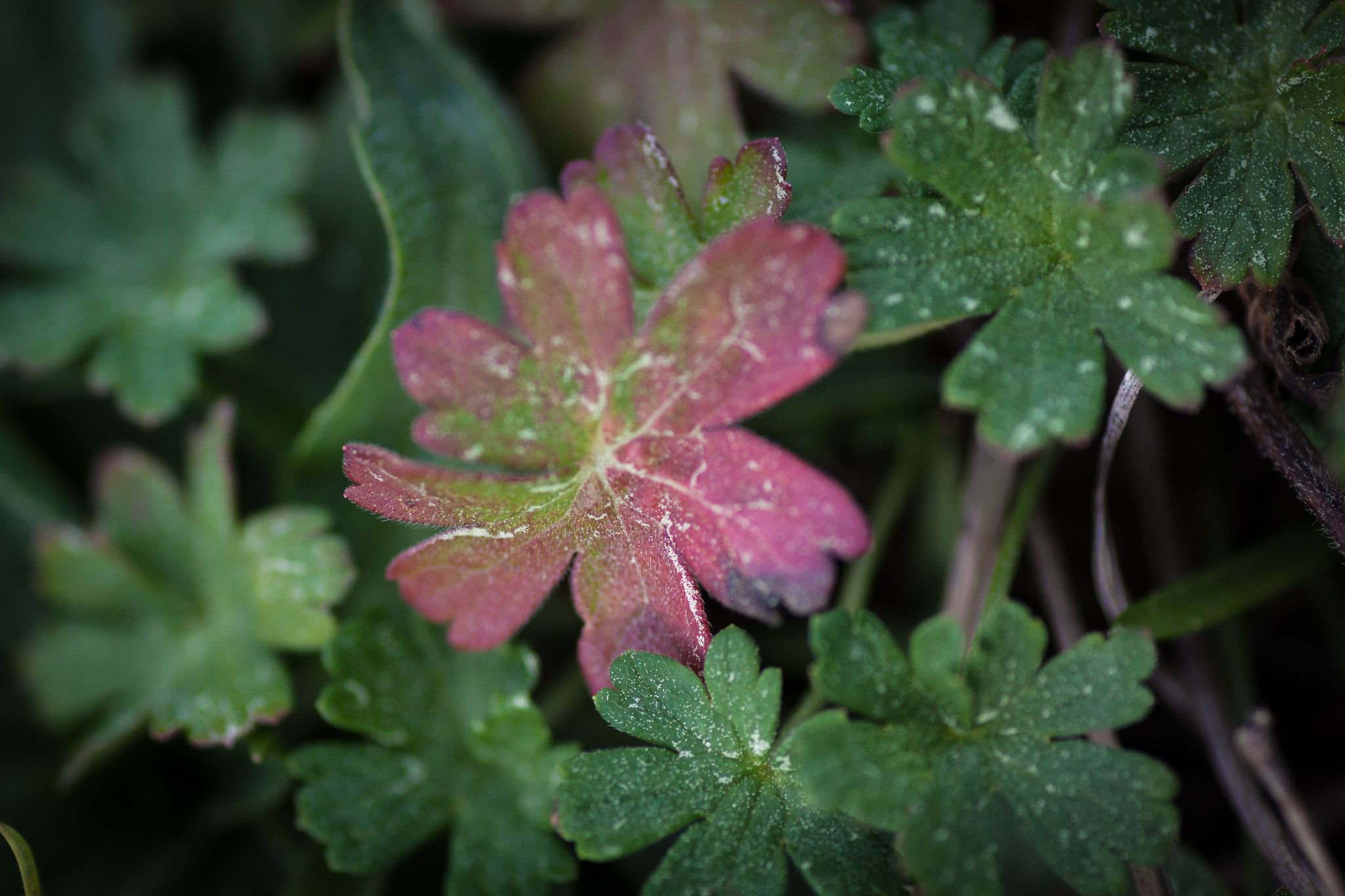 Canon EOS 50D + Tamron SP AF 90mm F2.8 Di Macro sample photo. Stand out of the crowd photography