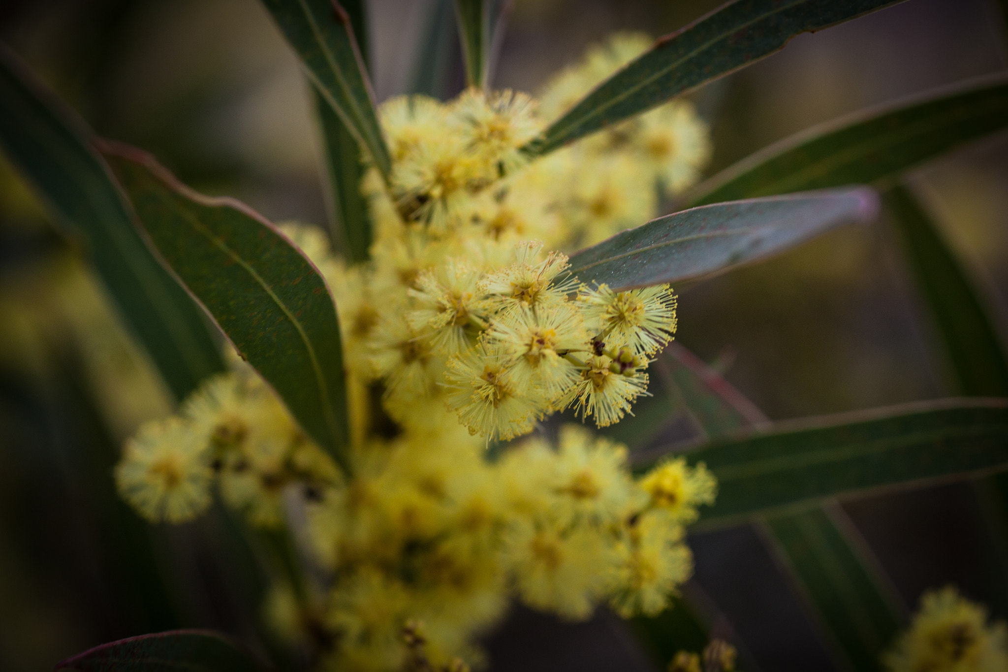 Canon EOS 50D + Tamron SP AF 90mm F2.8 Di Macro sample photo. Australian golden wattle photography