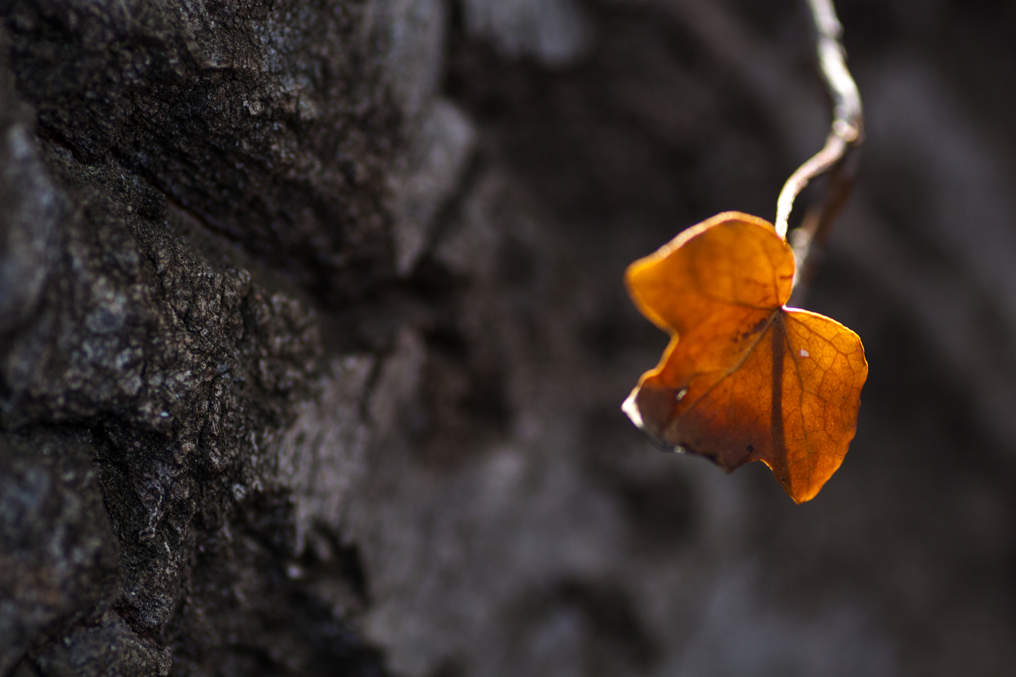 Canon EOS 50D + Tamron SP AF 90mm F2.8 Di Macro sample photo. Sun kissed photography