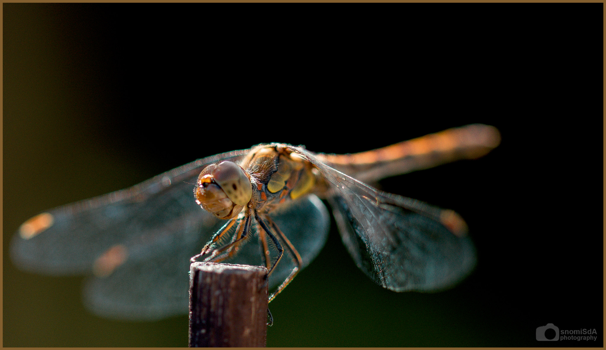 Sony ILCA-77M2 + 105mm F2.8 sample photo. Wearing my stained jacket photography