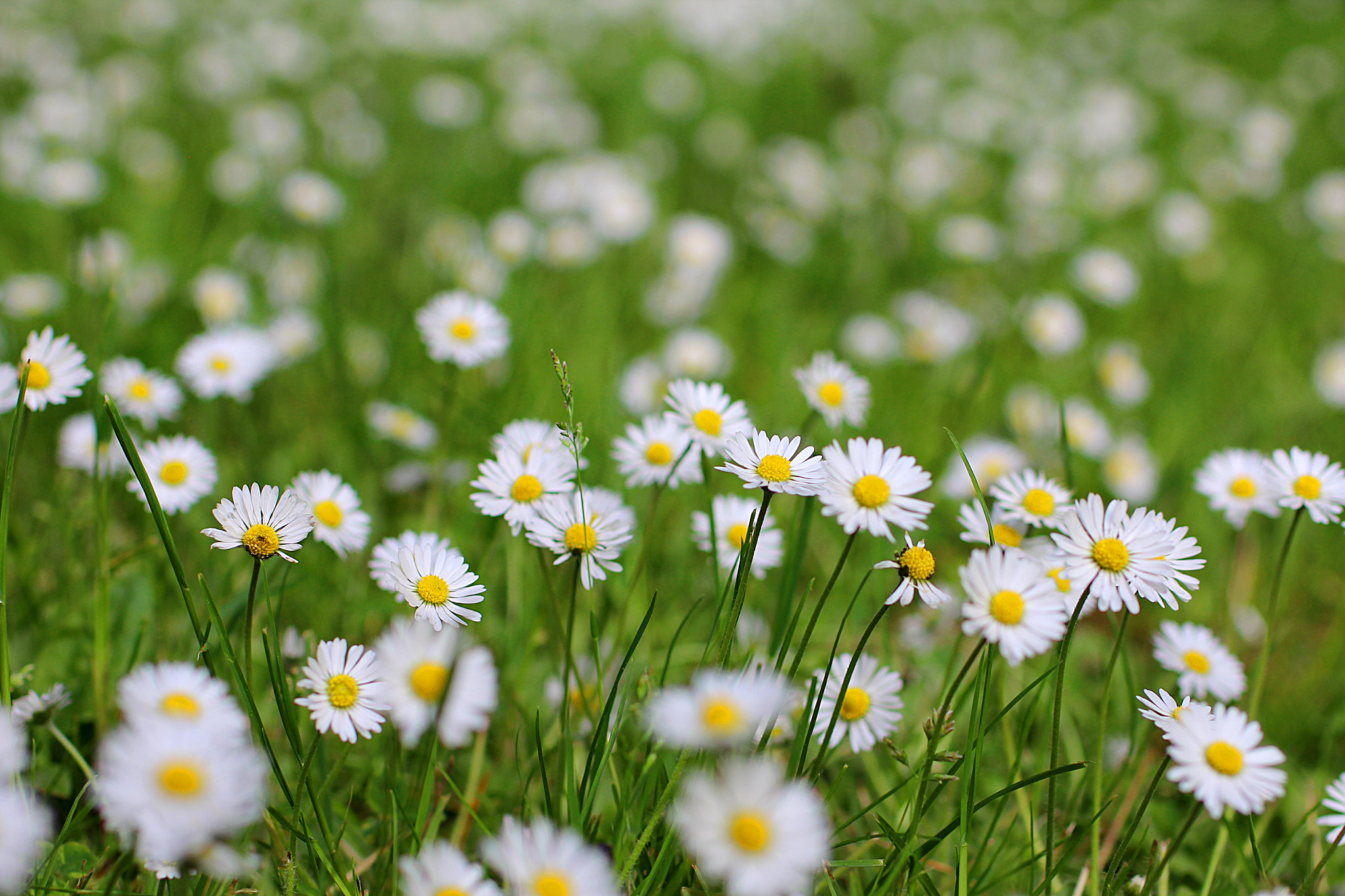 Tamron SP 45mm F1.8 Di VC USD sample photo. Daisy fields forever. photography