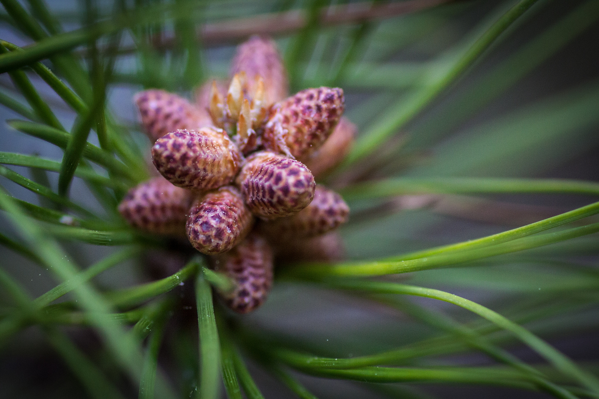 Canon EOS 50D + Tamron SP AF 90mm F2.8 Di Macro sample photo. Birth of a baby pine cone photography