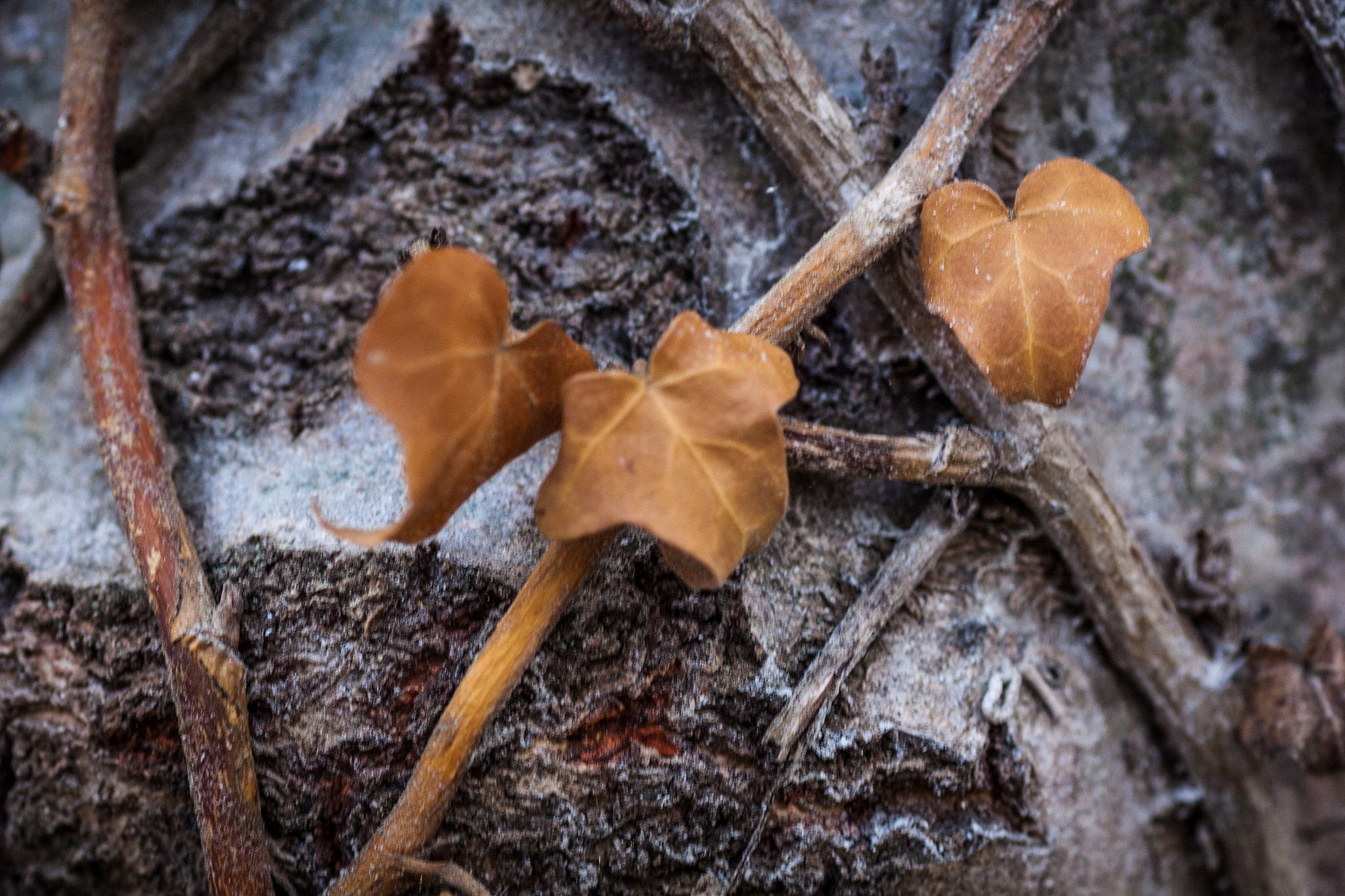 Canon EOS 50D + Tamron SP AF 90mm F2.8 Di Macro sample photo. Vine leaves photography