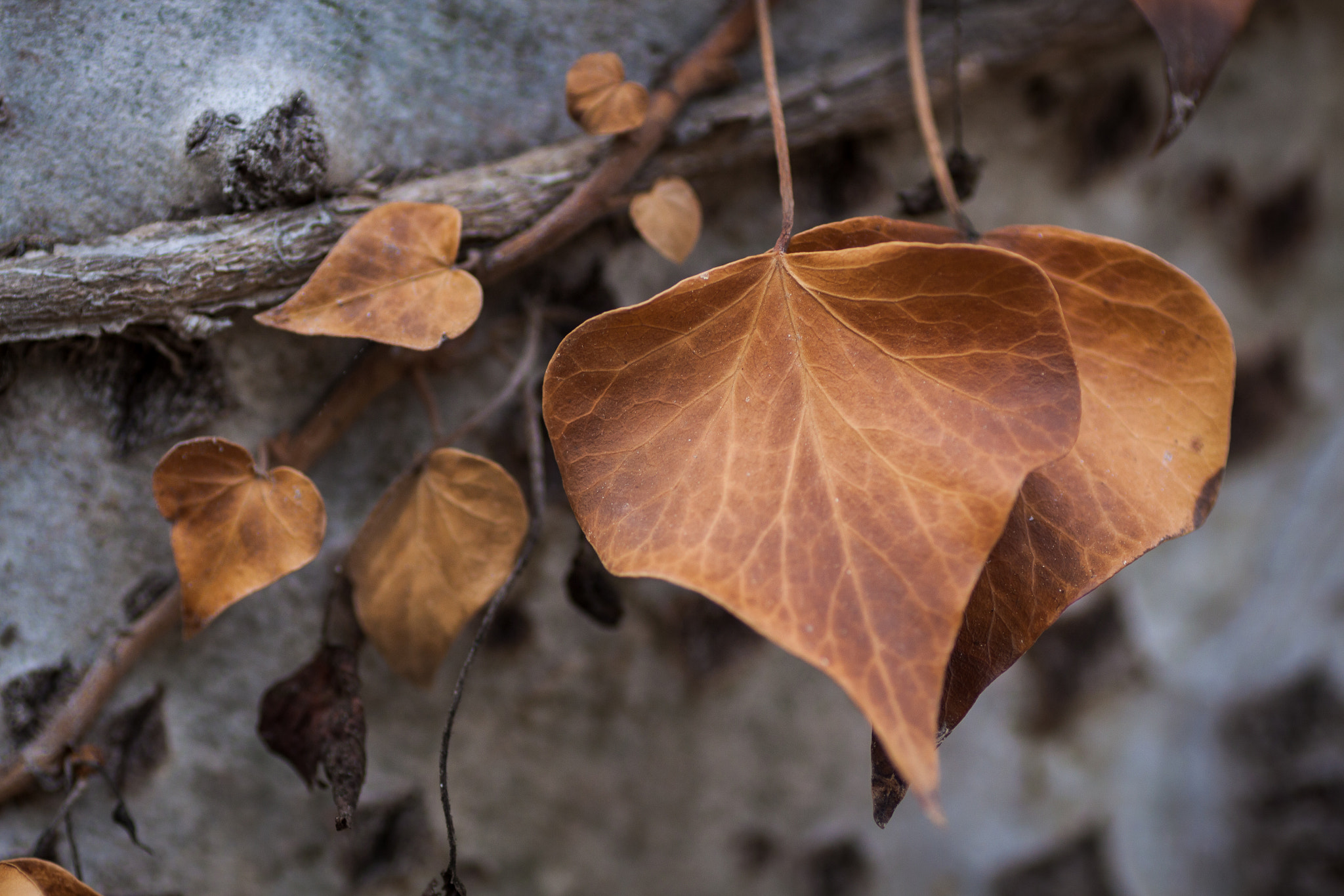 Canon EOS 50D + Tamron SP AF 90mm F2.8 Di Macro sample photo. Heart leaf on diamond bark photography