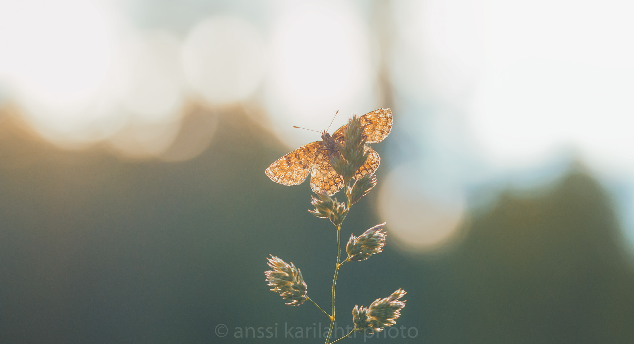 Sigma 105mm F2.8 EX DG OS HSM sample photo. Nature light photography
