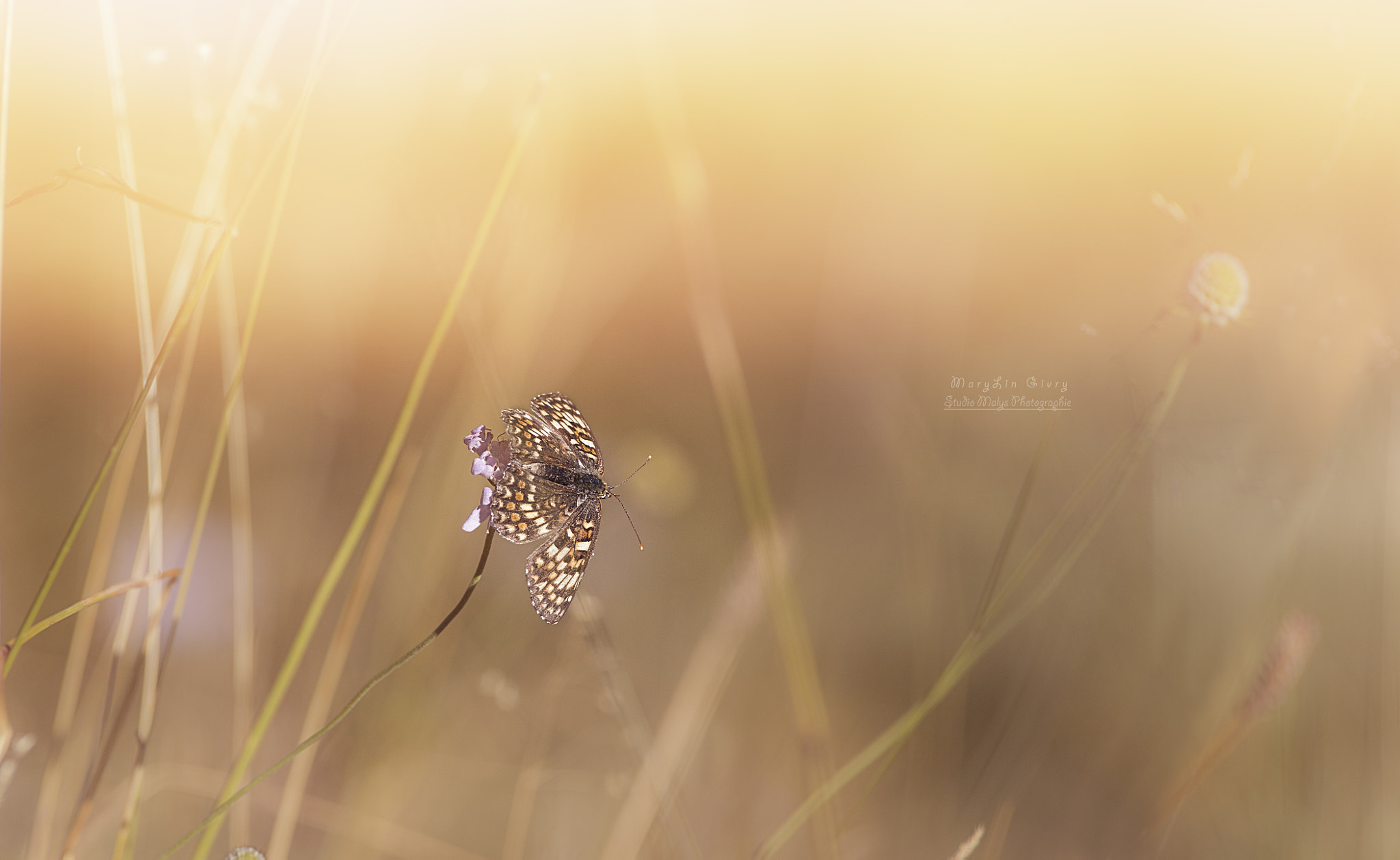 Canon EOS-1D X + Canon EF 300mm f/2.8L sample photo. Ambiance champêtre photography