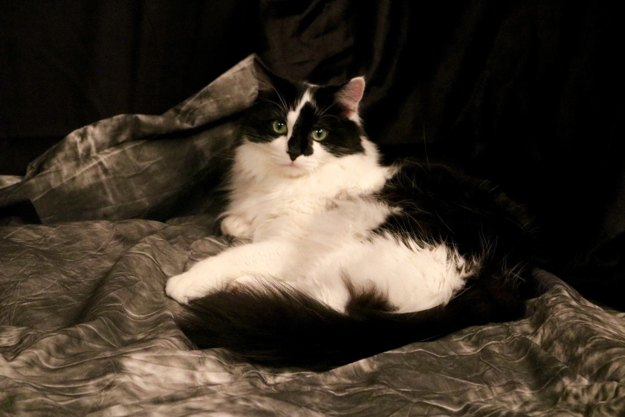 Canon EOS 760D (EOS Rebel T6s / EOS 8000D) sample photo. My cat warlock would not let me do portraits without him.... photography