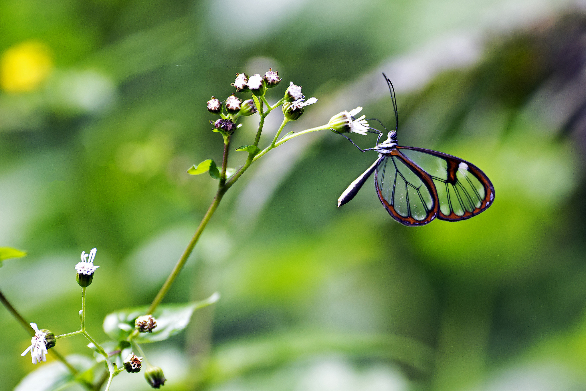 Nikon D600 sample photo. Jose rondon photography