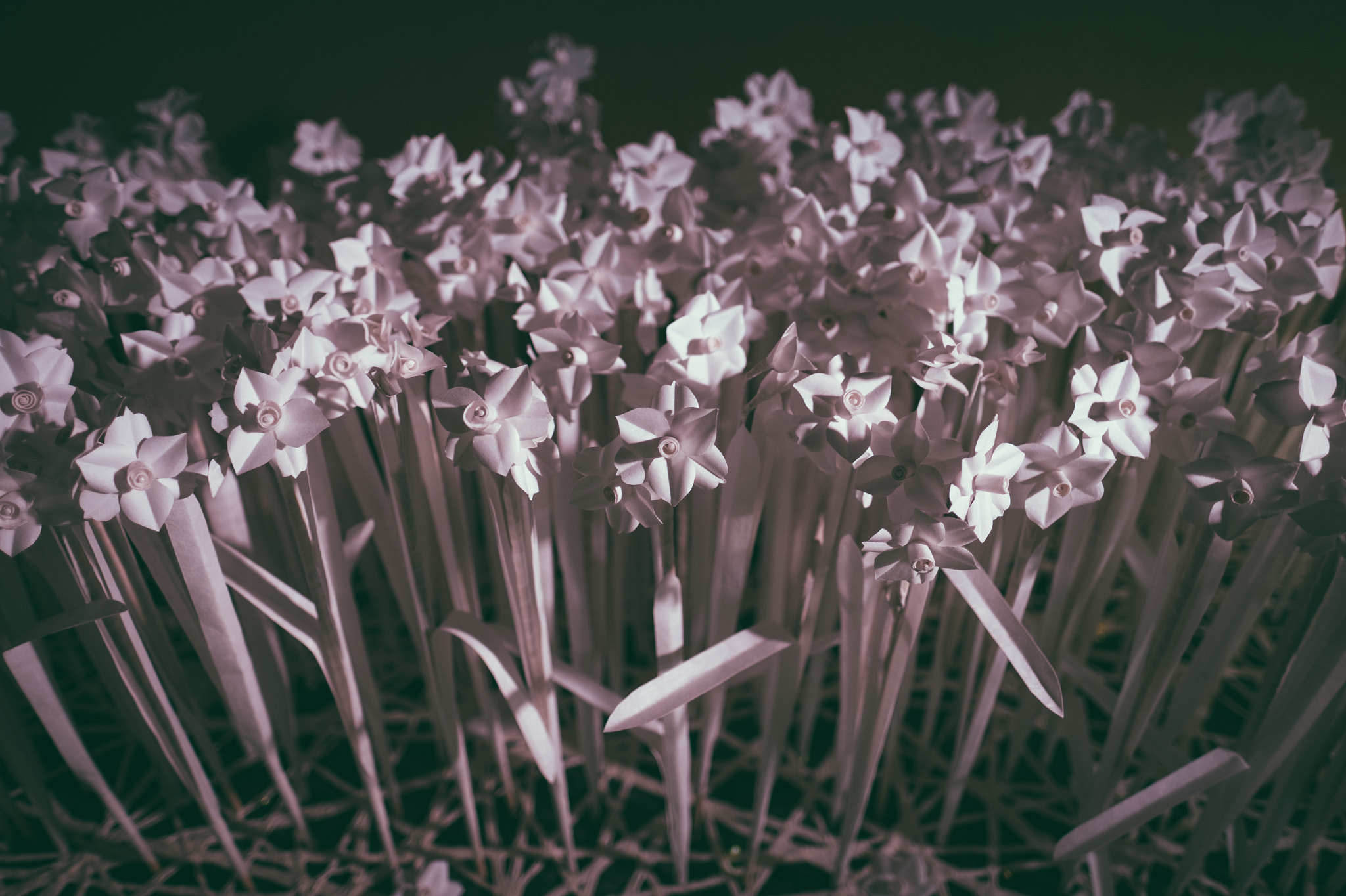 Fujifilm X-T10 + Fujifilm XF 16mm F1.4 R WR sample photo. Always in bloom photography