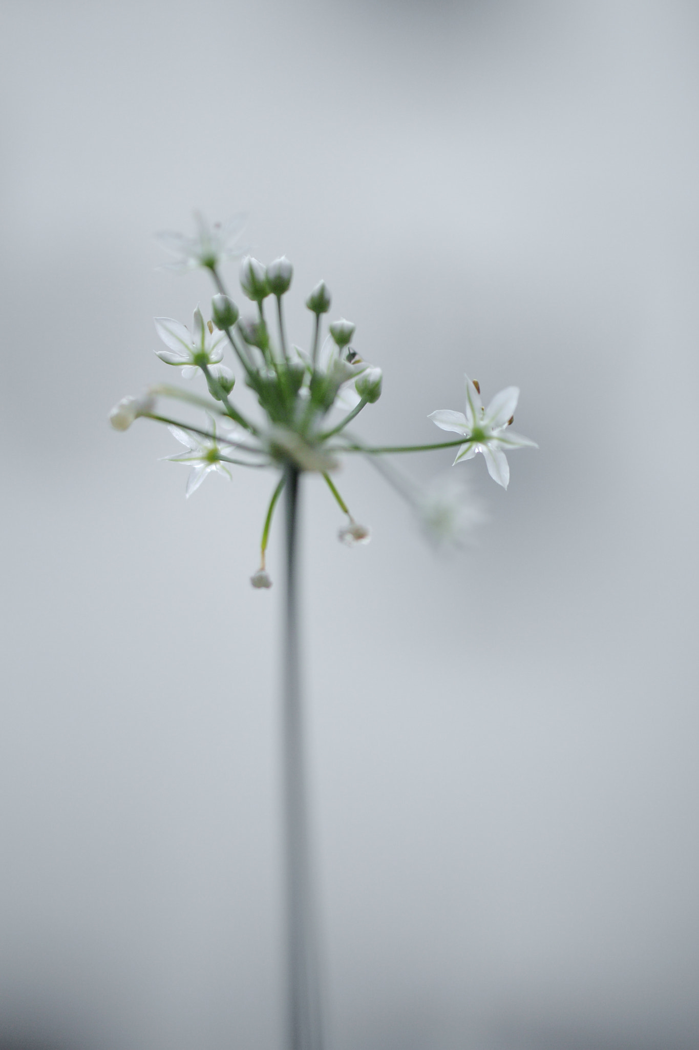 Tamron SP AF 60mm F2 Di II LD IF Macro sample photo. Natsuiro-no-saku photography