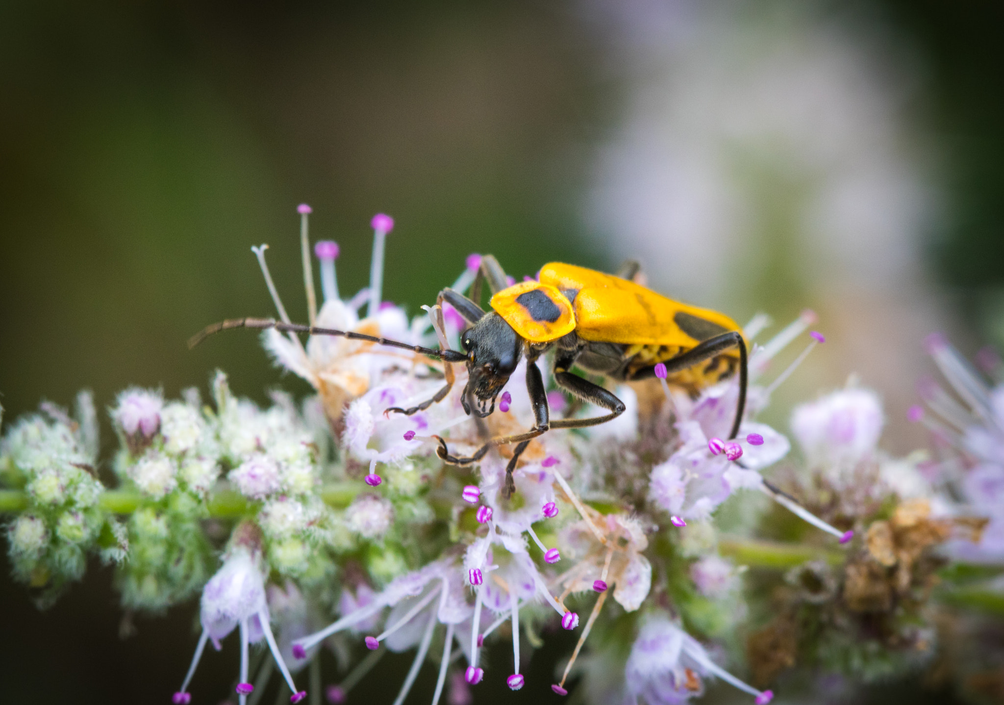 Canon EOS 760D (EOS Rebel T6s / EOS 8000D) sample photo. Yellow beetle on flower photography