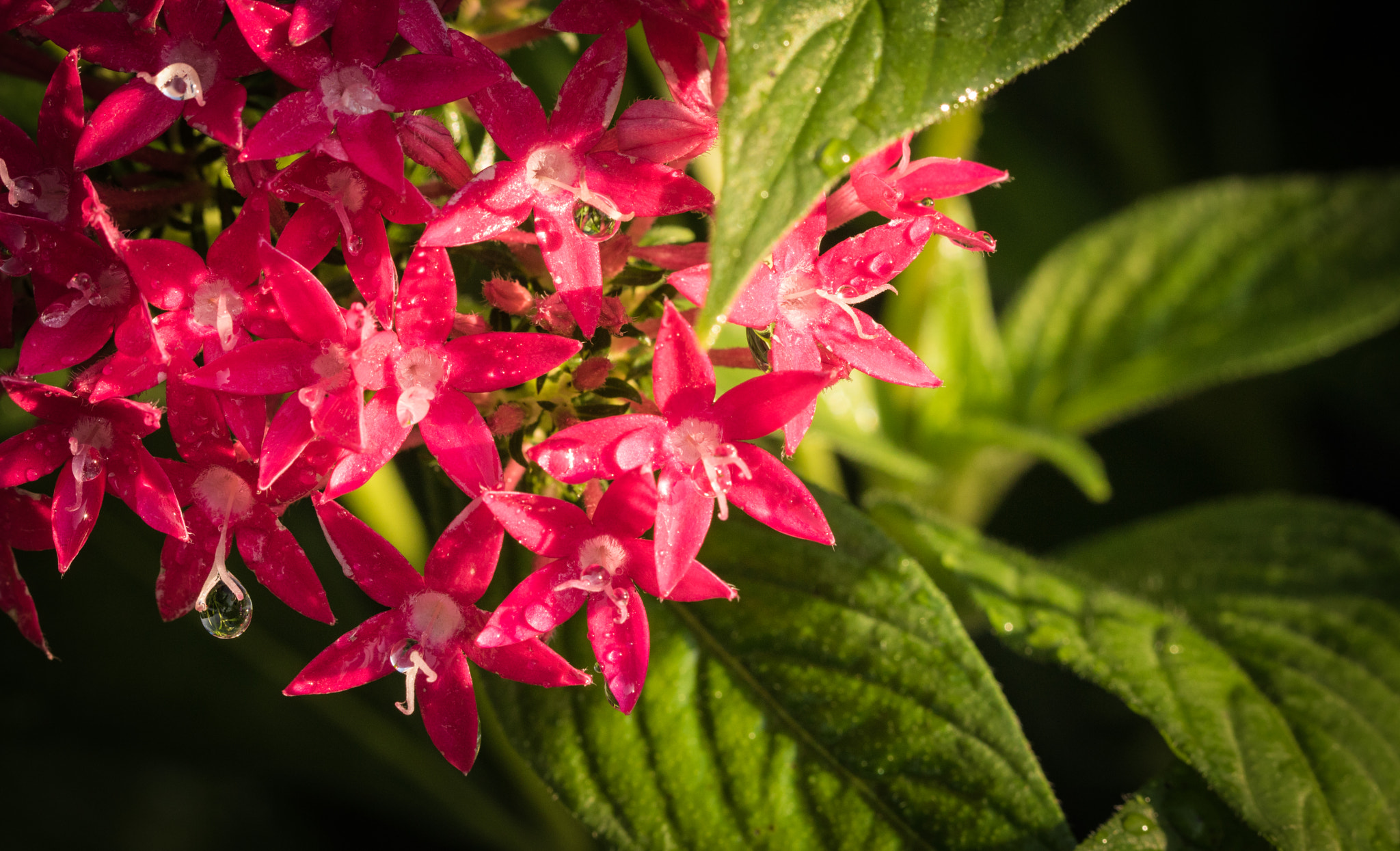 Canon EOS 760D (EOS Rebel T6s / EOS 8000D) sample photo. Pink cluster with raindrops photography