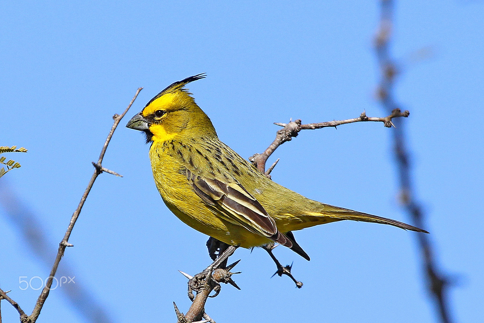 Canon EF 100-400mm F4.5-5.6L IS USM sample photo. Yellow cardinal (gubernatrix cristata) photography