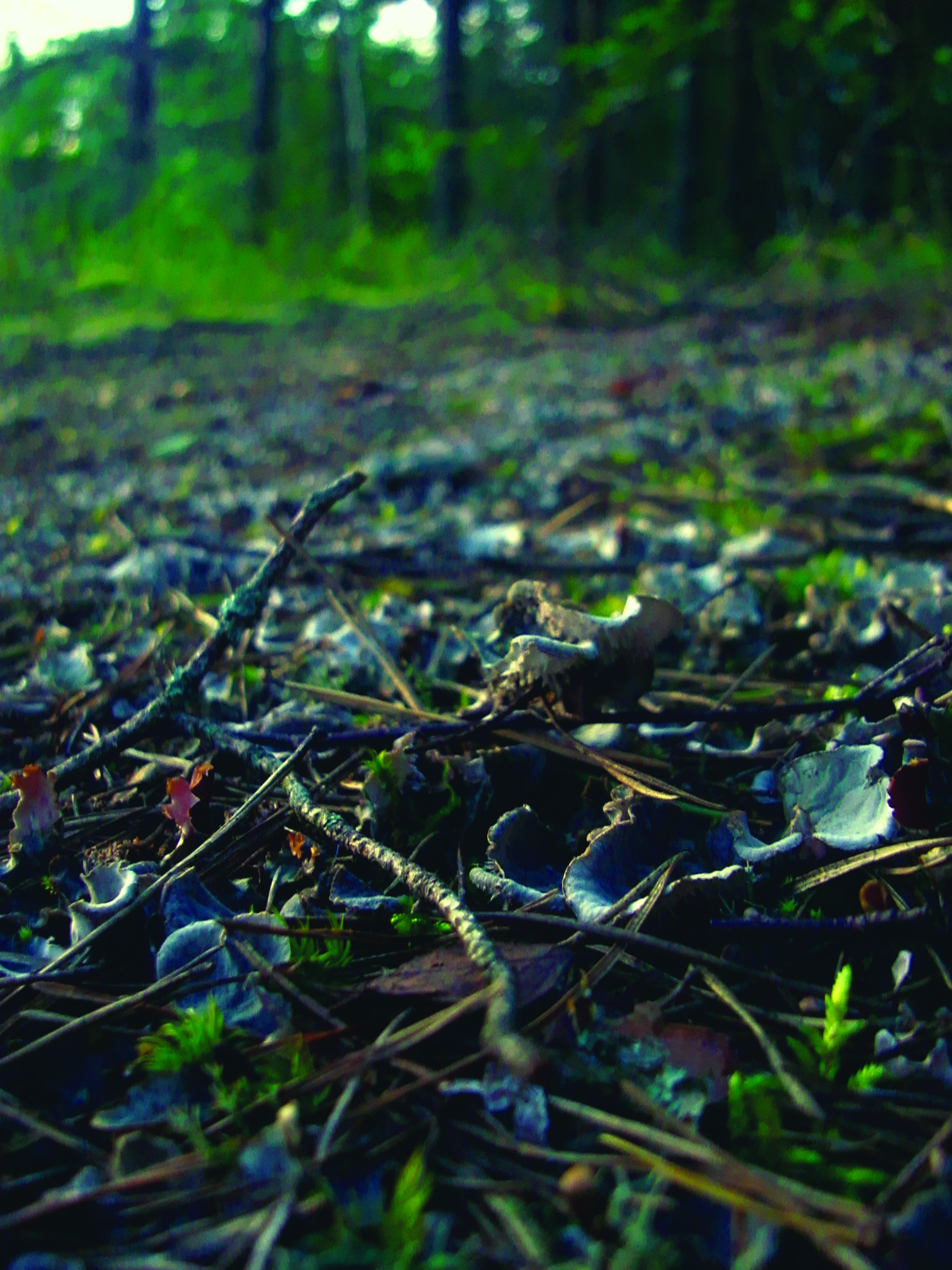 Sony DSC-W200 sample photo. Unusual moss in the wood. photography