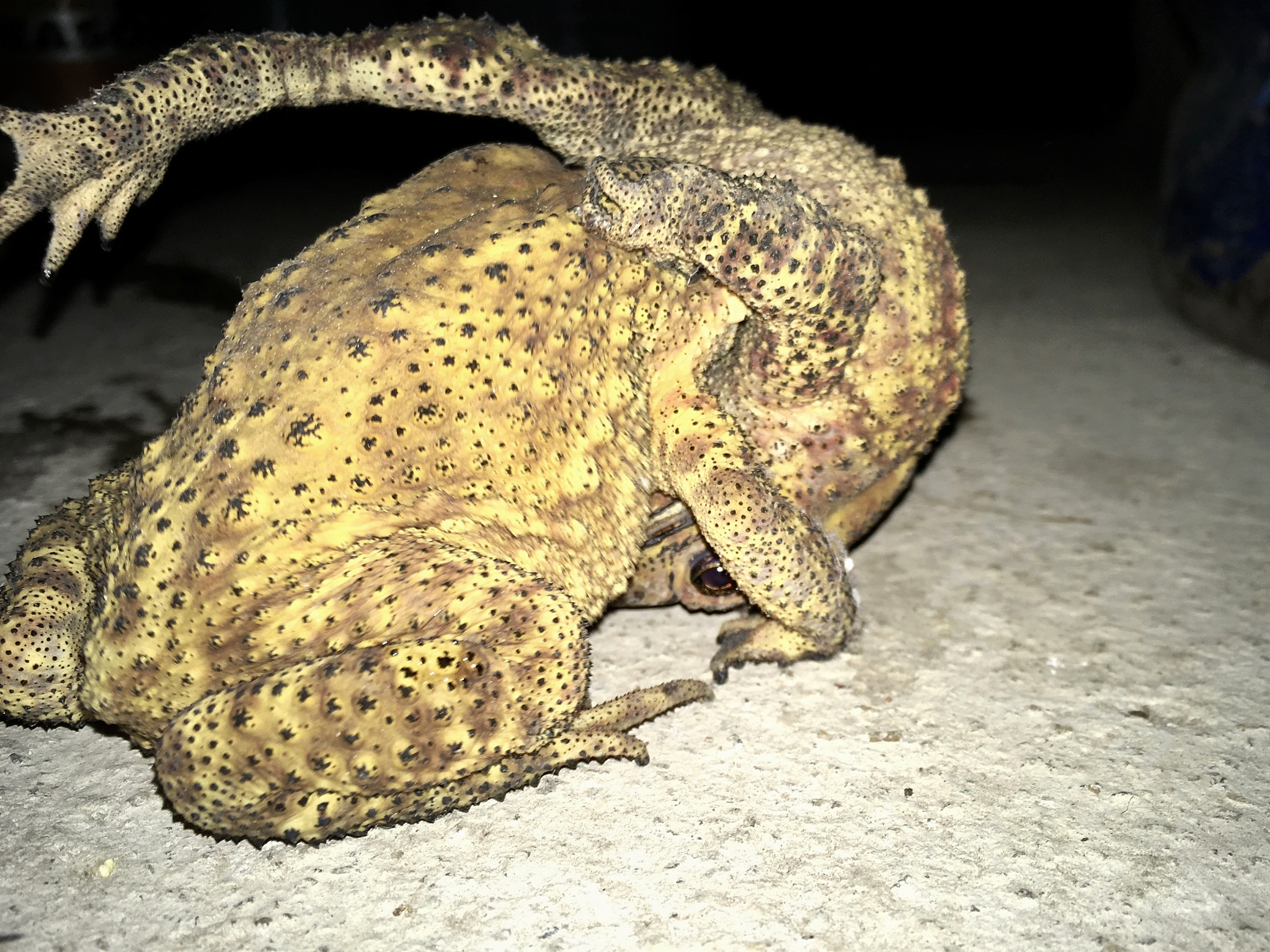 Apple iPhone8,4 sample photo. Toad wrestling photography