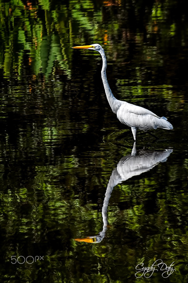Canon EF-S 55-250mm F4-5.6 IS sample photo. A walk in the wetlands photography