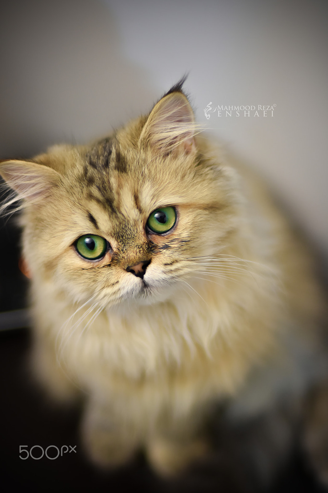 Nikon D7200 sample photo. Cat photography