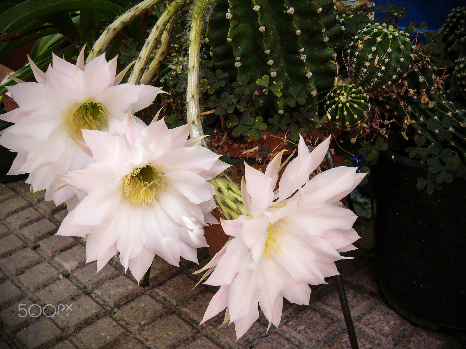 Panasonic DMC-LC80 sample photo. Flowers of cactus photography