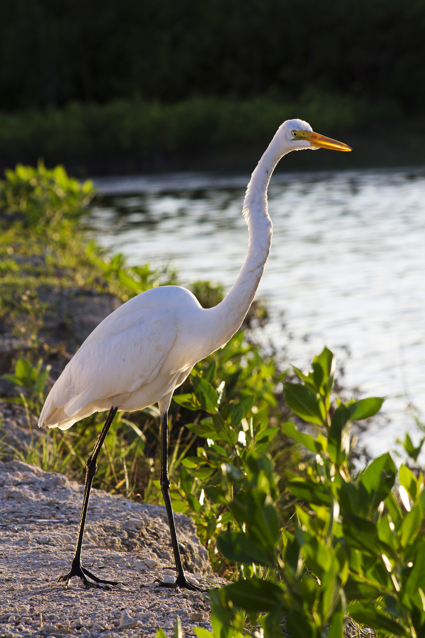 Canon EF 75-300mm f/4-5.6 USM sample photo. Fishing photography