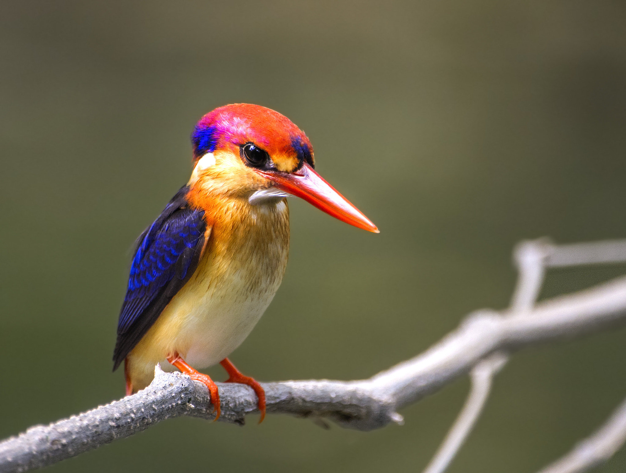 Canon EOS 7D + Canon EF 200mm F2.8L II USM sample photo. Black backed kingfisher photography