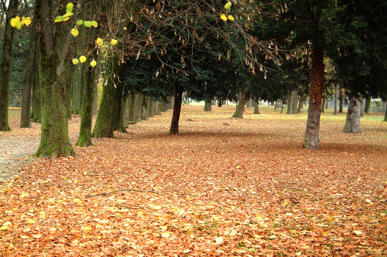 Leica digilux 4.3 sample photo. Forest: noise faded away photography