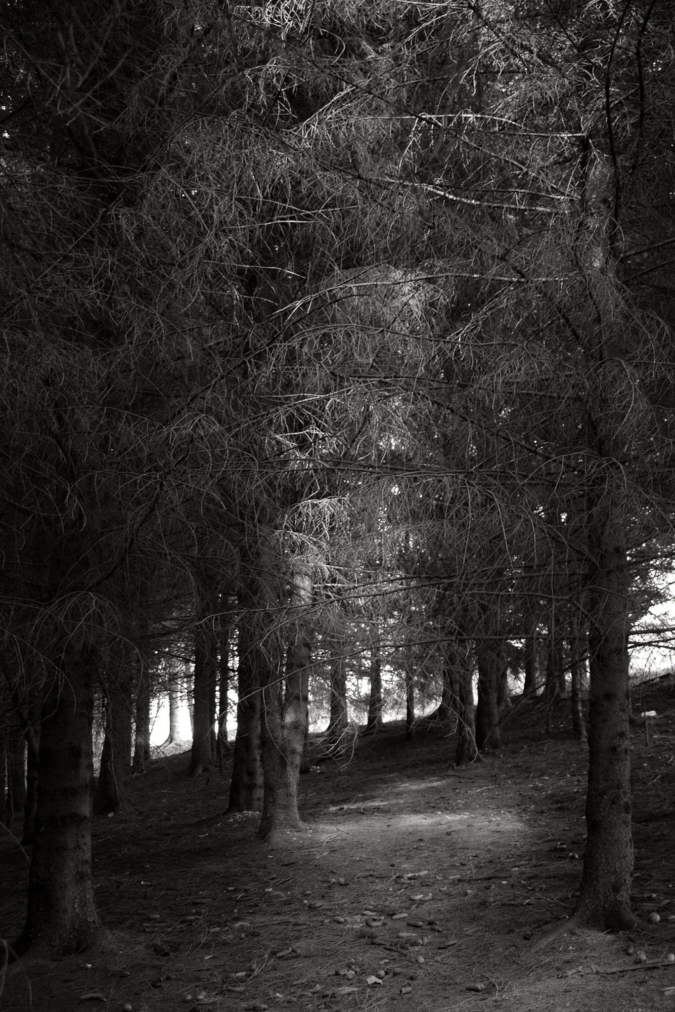 Nikon D70 sample photo. Noise faded away 3 photography