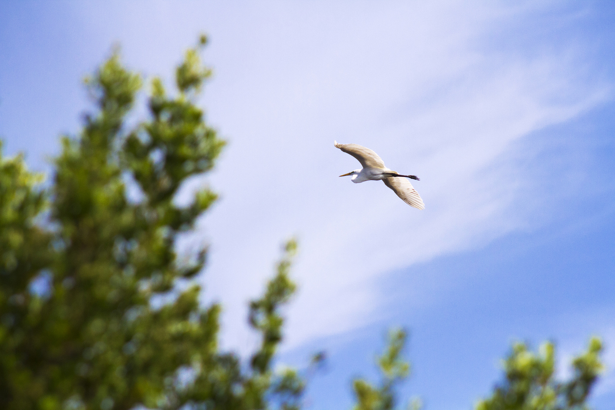 Canon EF 75-300mm f/4-5.6 USM sample photo. Flying at sunset photography