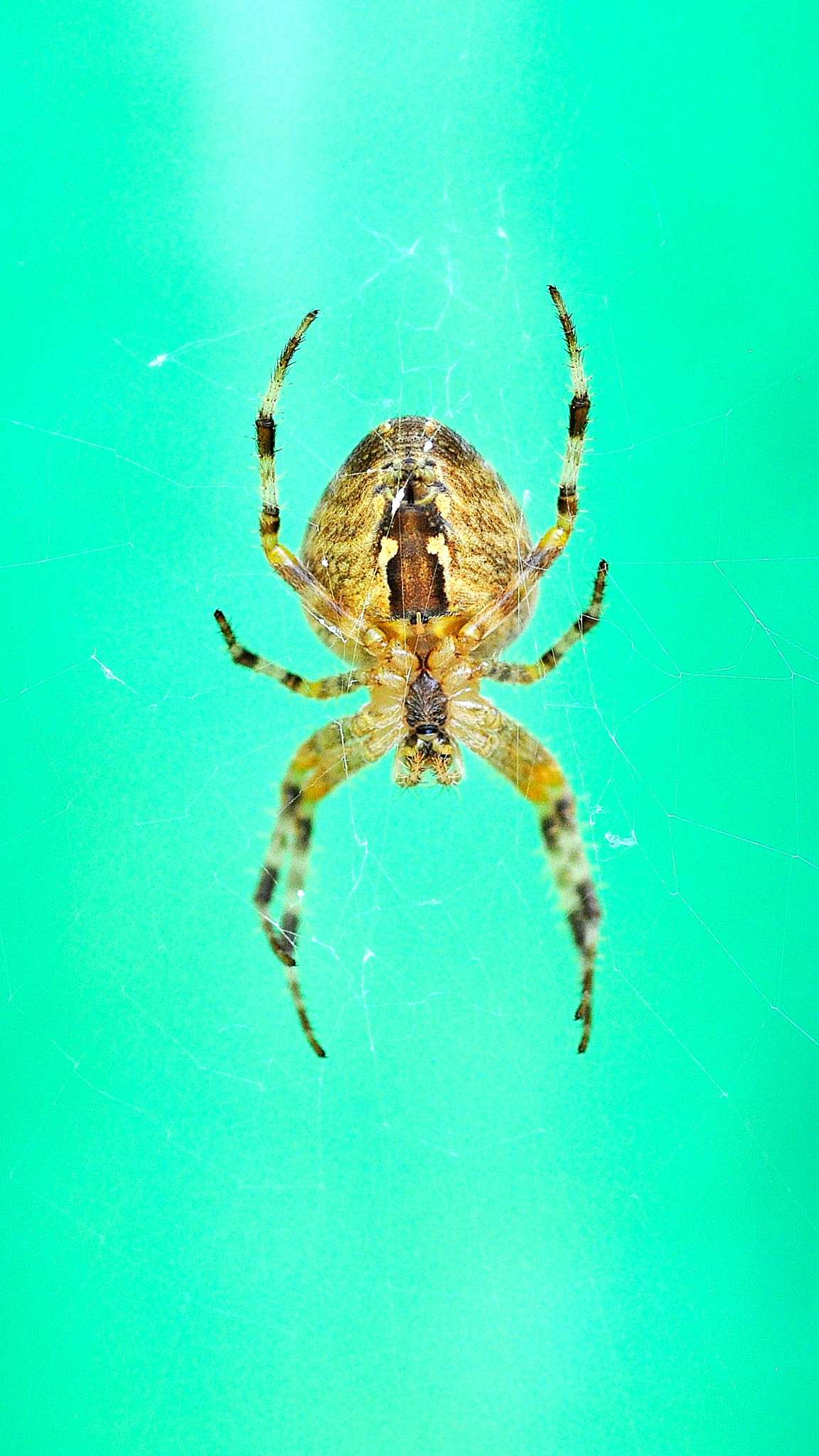 Sigma 105mm F2.8 EX DG Macro sample photo. Spider photography
