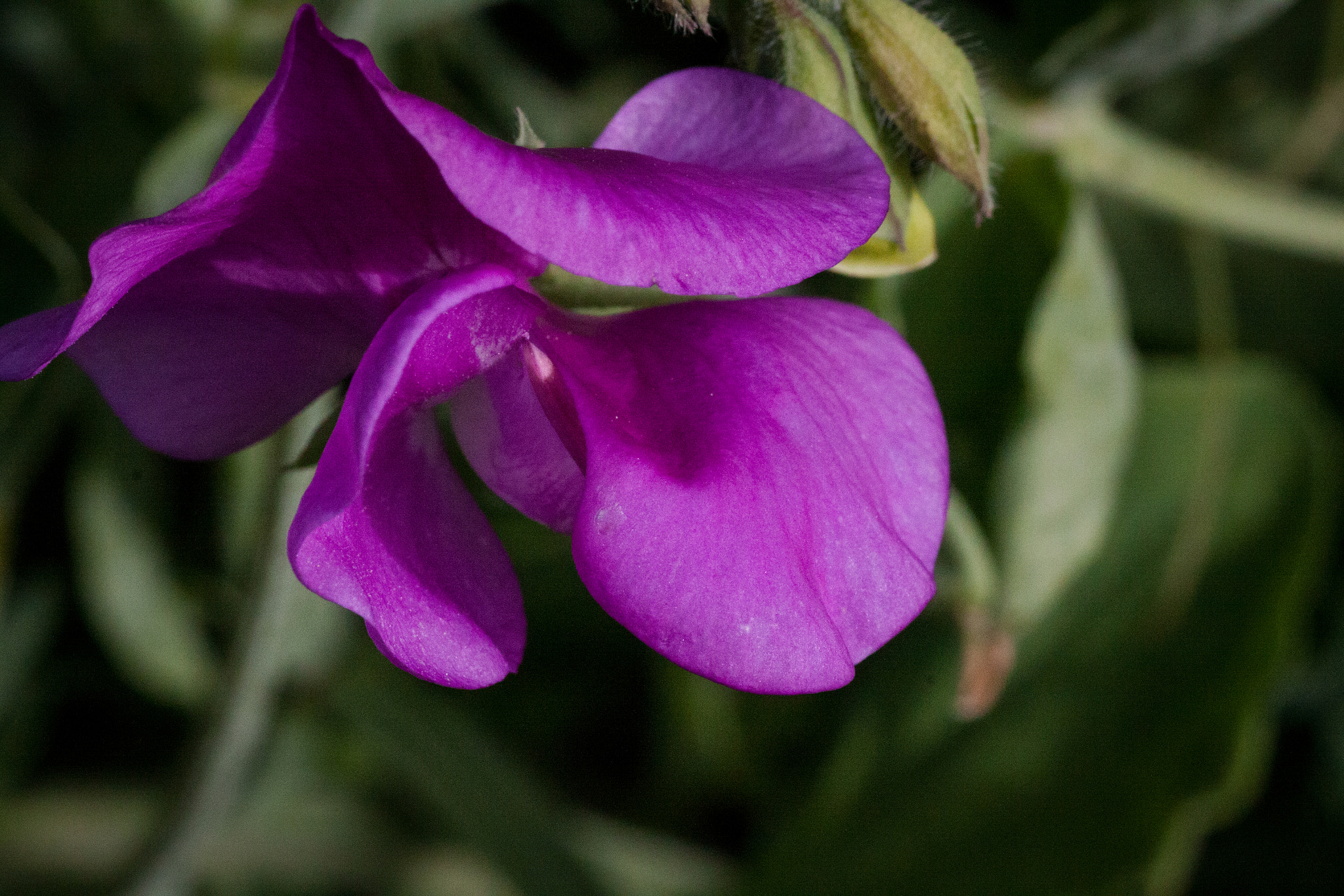 Canon EOS 50D + Tamron SP AF 90mm F2.8 Di Macro sample photo. First sweet pea photography