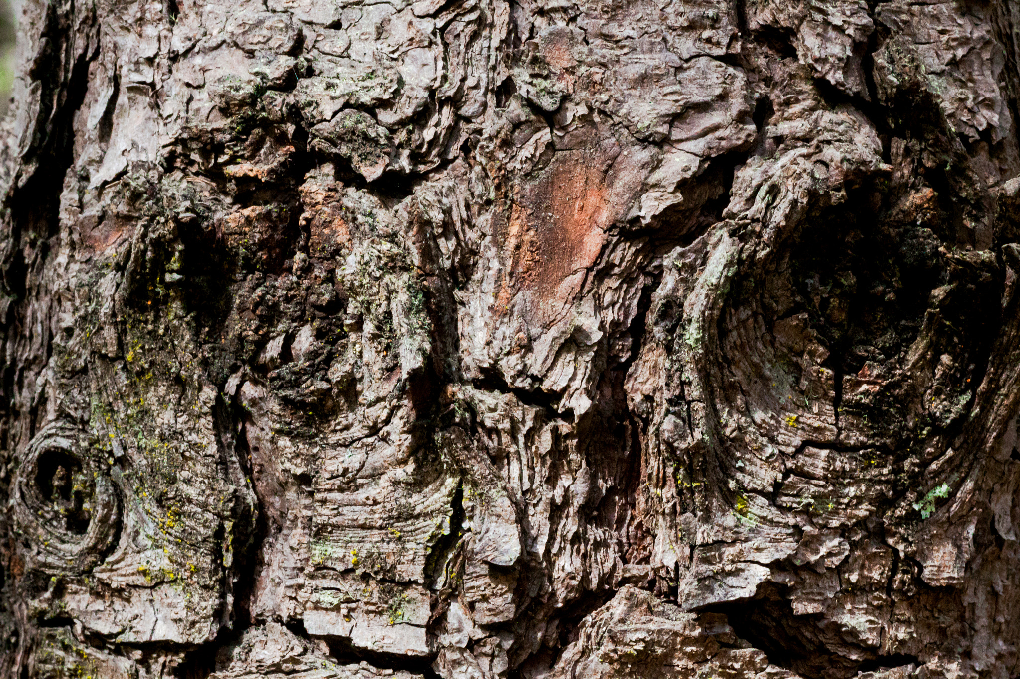 Canon EOS 50D + Tamron SP AF 90mm F2.8 Di Macro sample photo. Eyes in the the tree photography