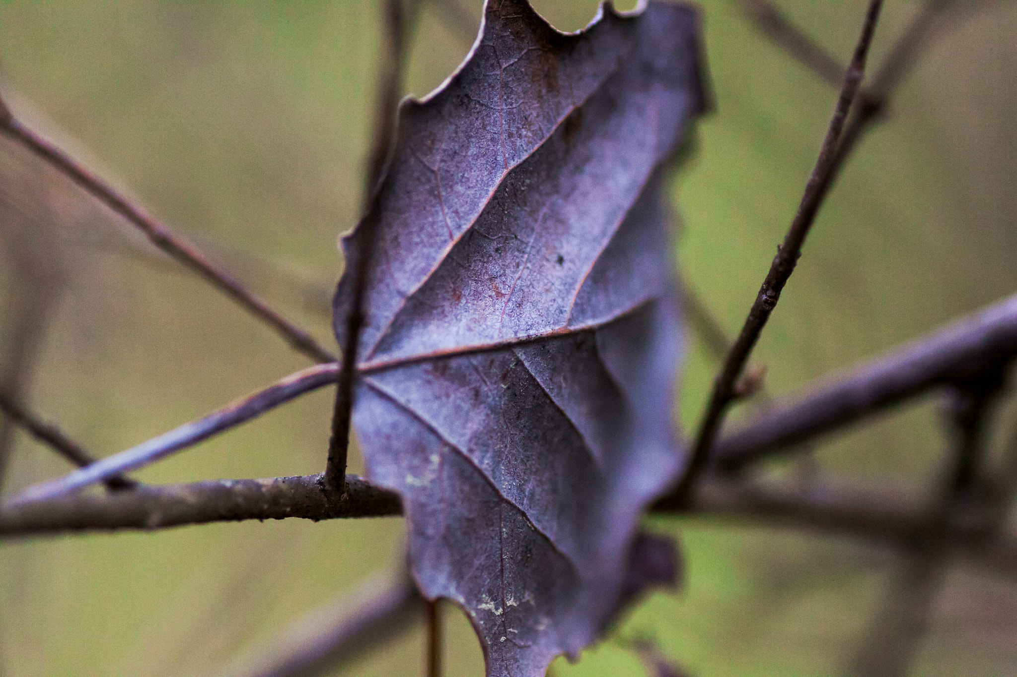 Canon EOS 50D + Tamron SP AF 90mm F2.8 Di Macro sample photo. Suspended leaf photography