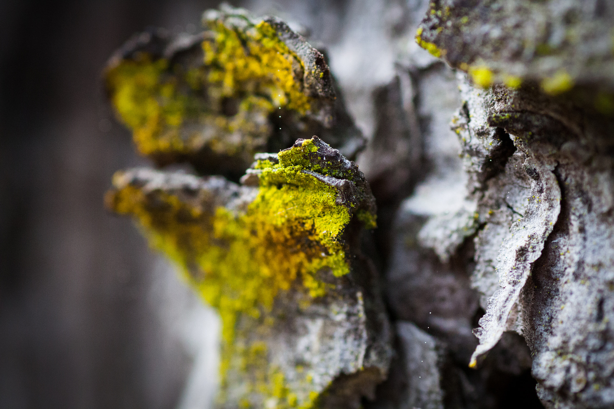 Canon EOS 50D + Tamron SP AF 90mm F2.8 Di Macro sample photo. Fluro moss on bark photography