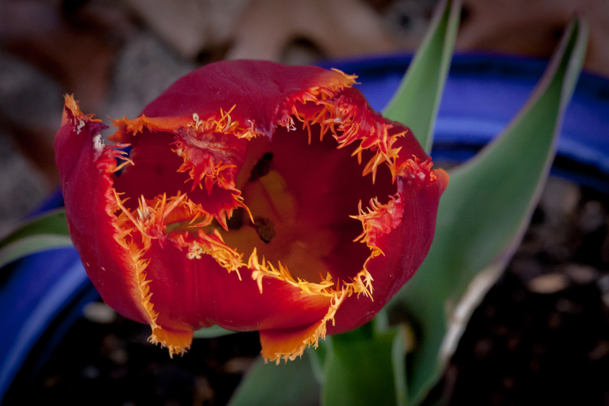 Canon EOS 50D + Tamron SP AF 90mm F2.8 Di Macro sample photo. Tulip monster photography