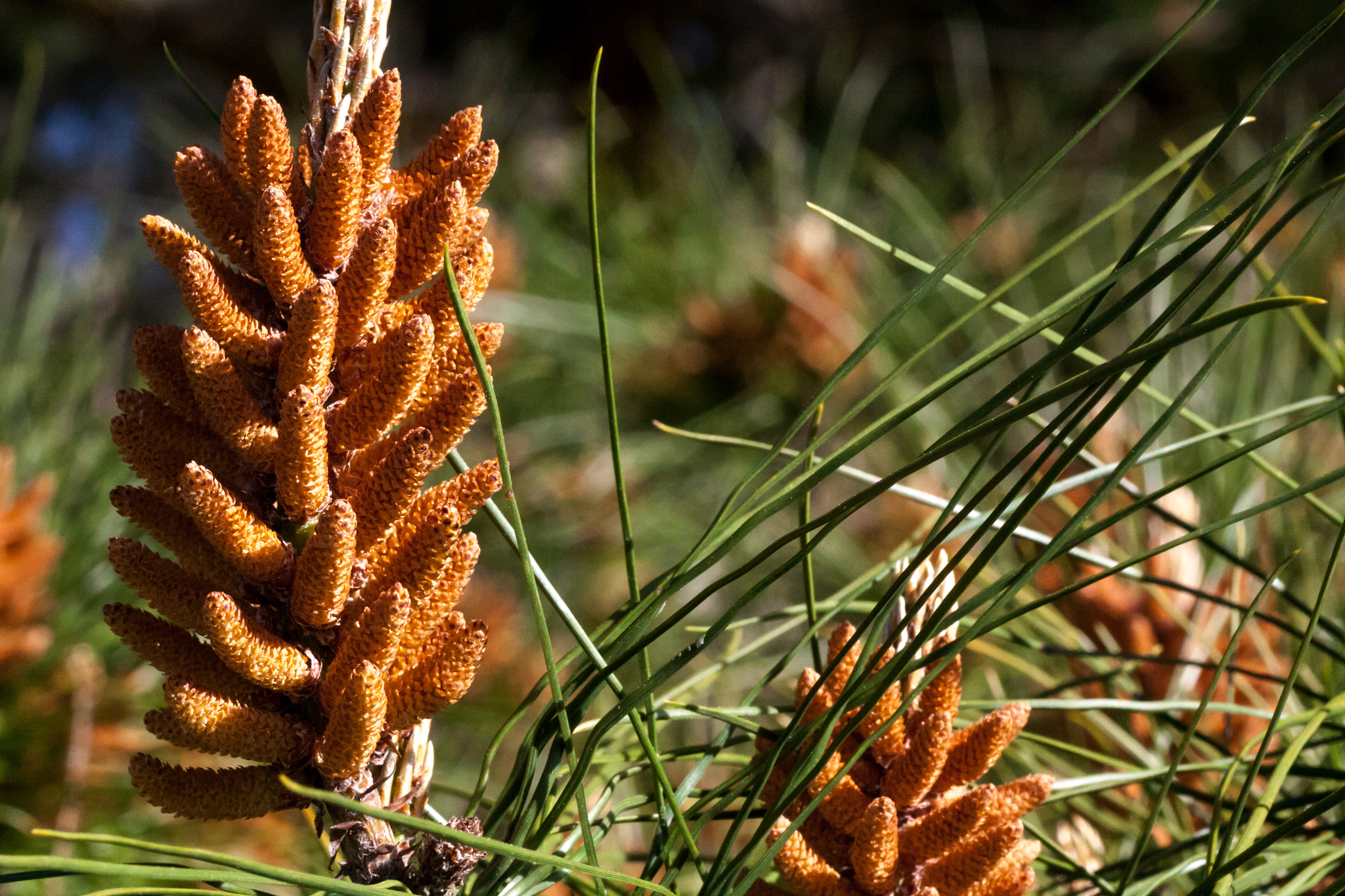 Canon EOS 50D + Tamron SP AF 90mm F2.8 Di Macro sample photo. Pine forrest photography