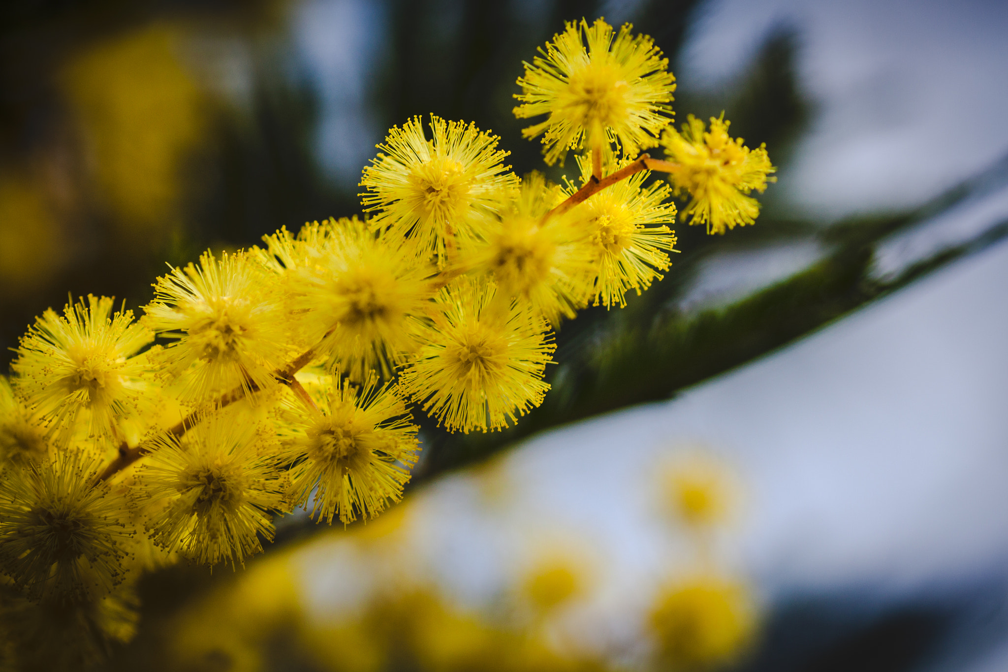 Canon EOS 50D + Tamron SP AF 90mm F2.8 Di Macro sample photo. Australian golden wattle blooms photography