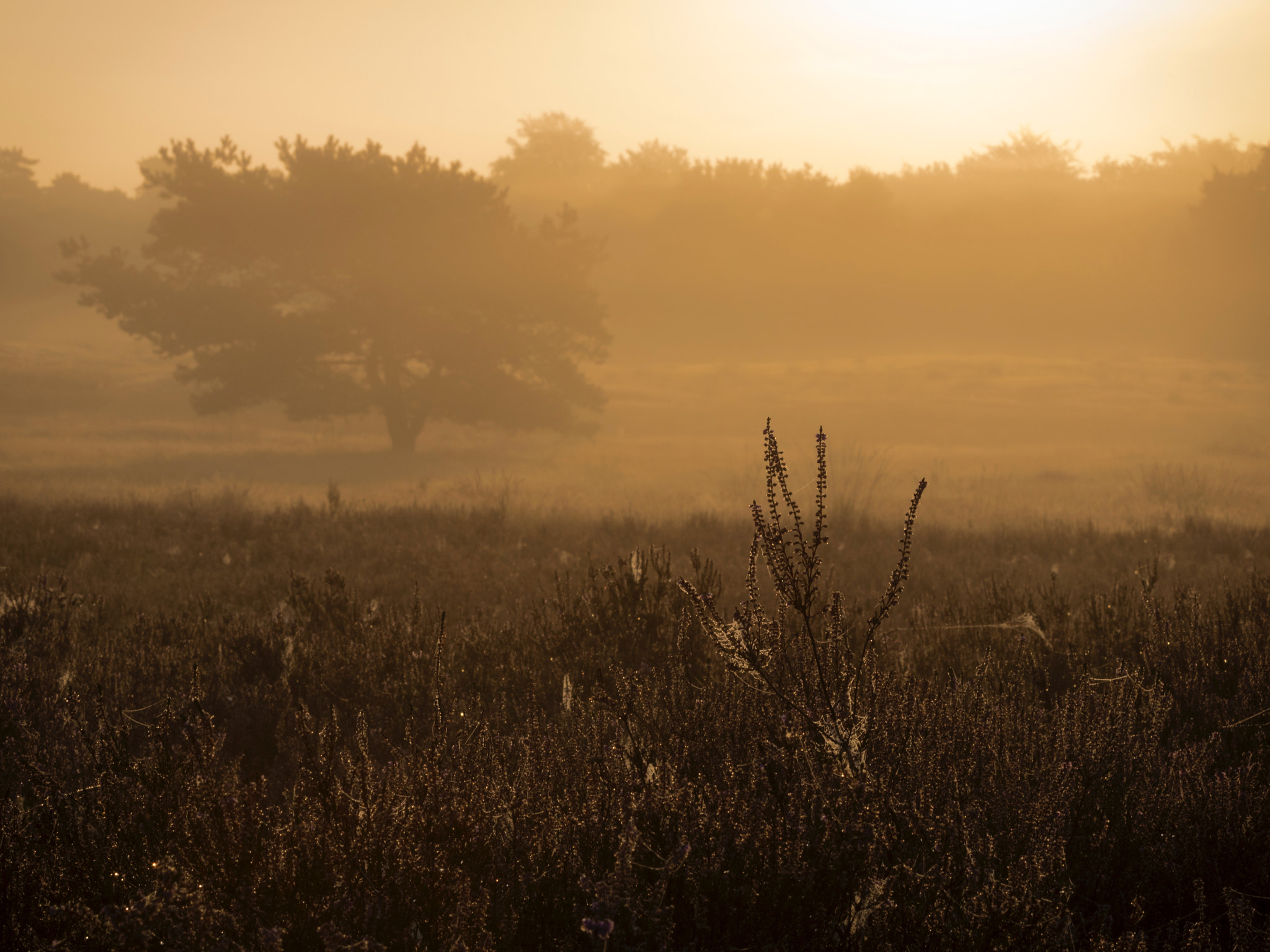 Canon EOS 760D (EOS Rebel T6s / EOS 8000D) + Canon EF 70-200mm F4L IS USM sample photo. Golden light photography