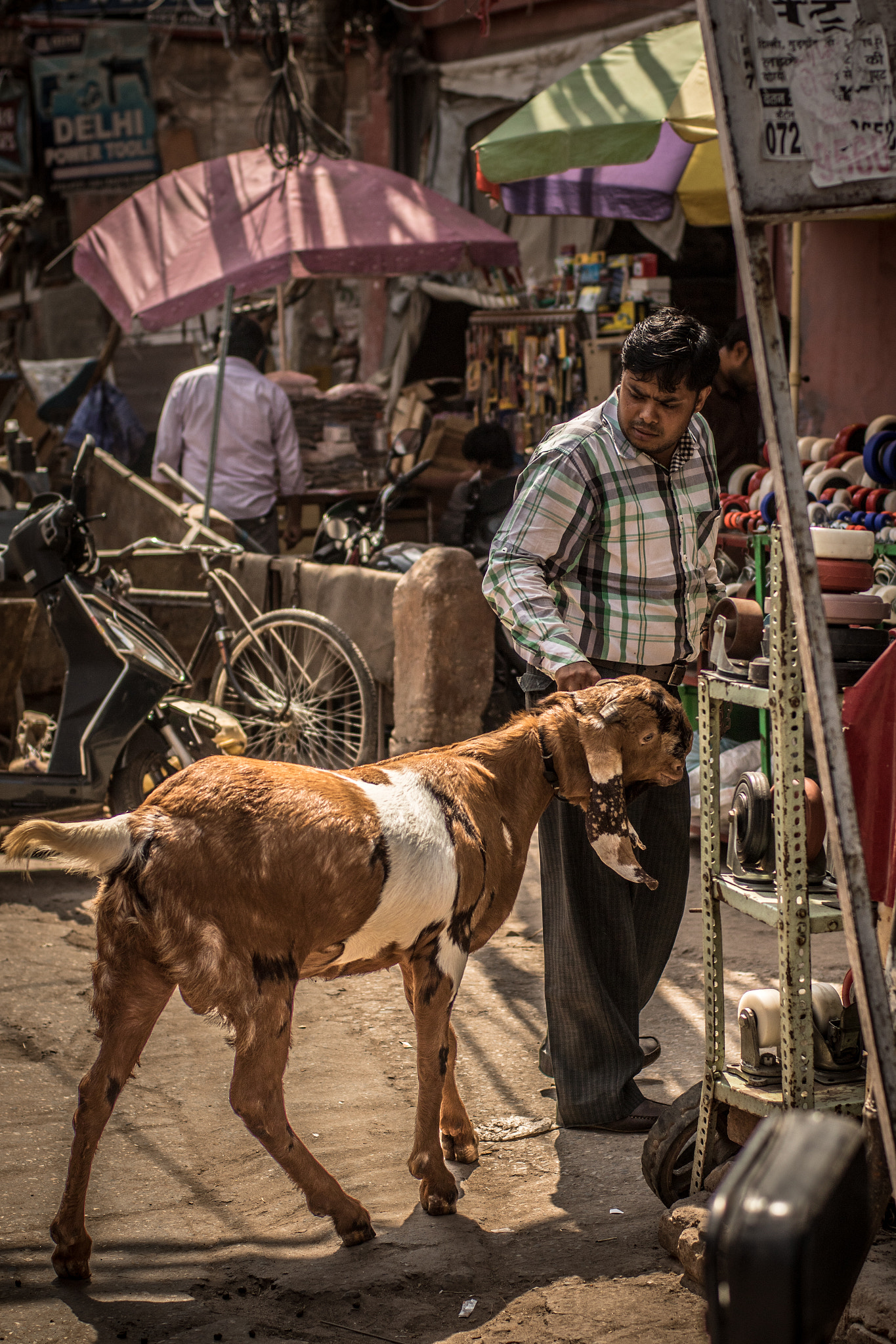 Canon EOS 7D Mark II + ZEISS Planar T* 50mm F1.4 sample photo. Eid goat photography