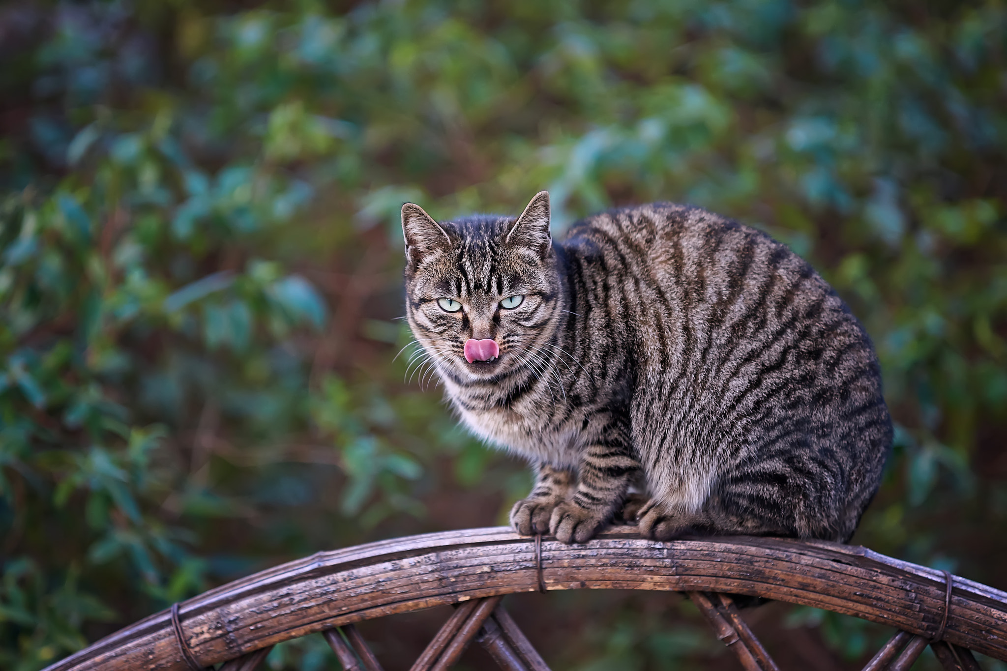 Minolta/Sony AF 70-200mm F2.8 G sample photo. Chinese civet cats photography