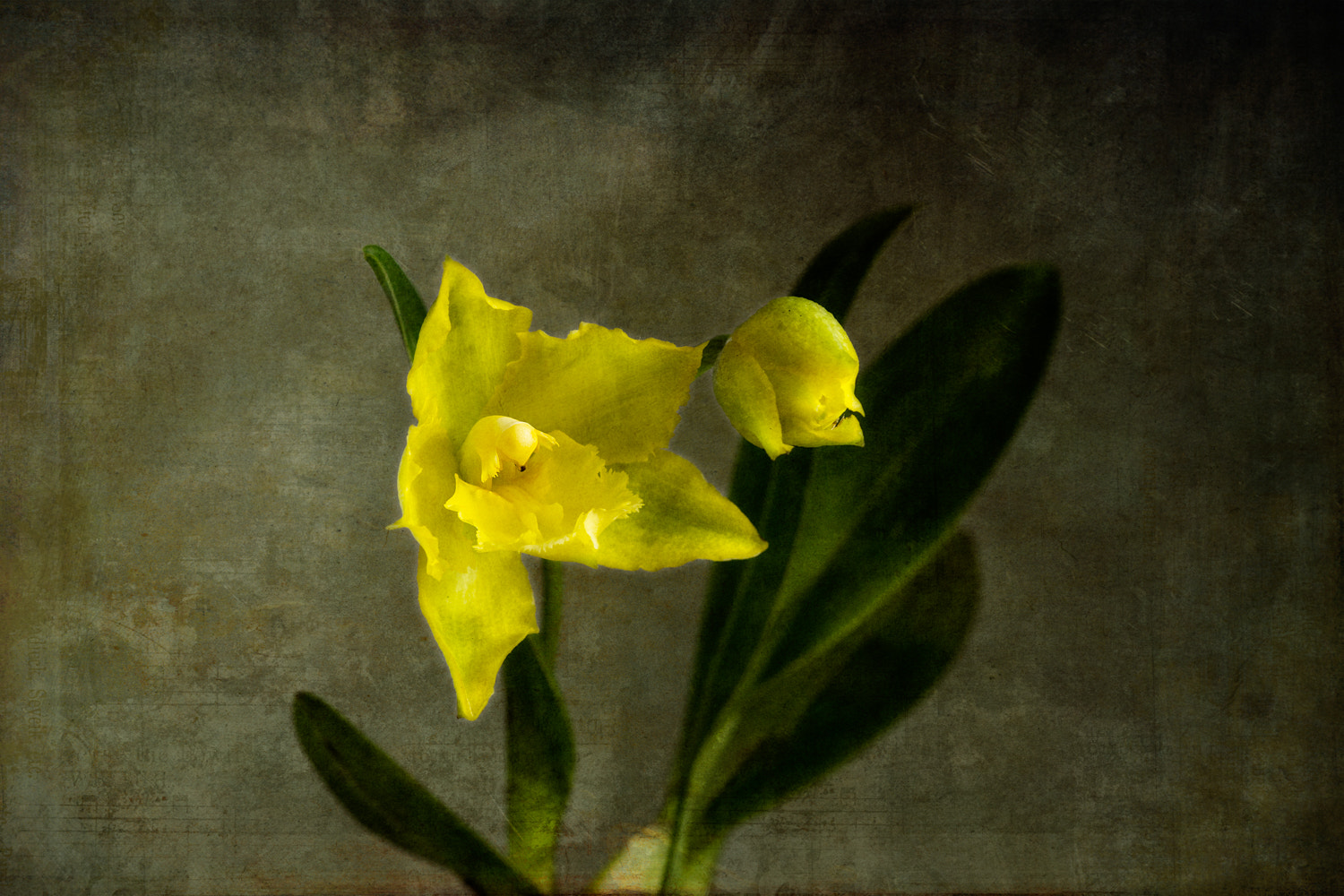Tokina AT-X Pro 100mm F2.8 Macro sample photo. Yellow awakening photography