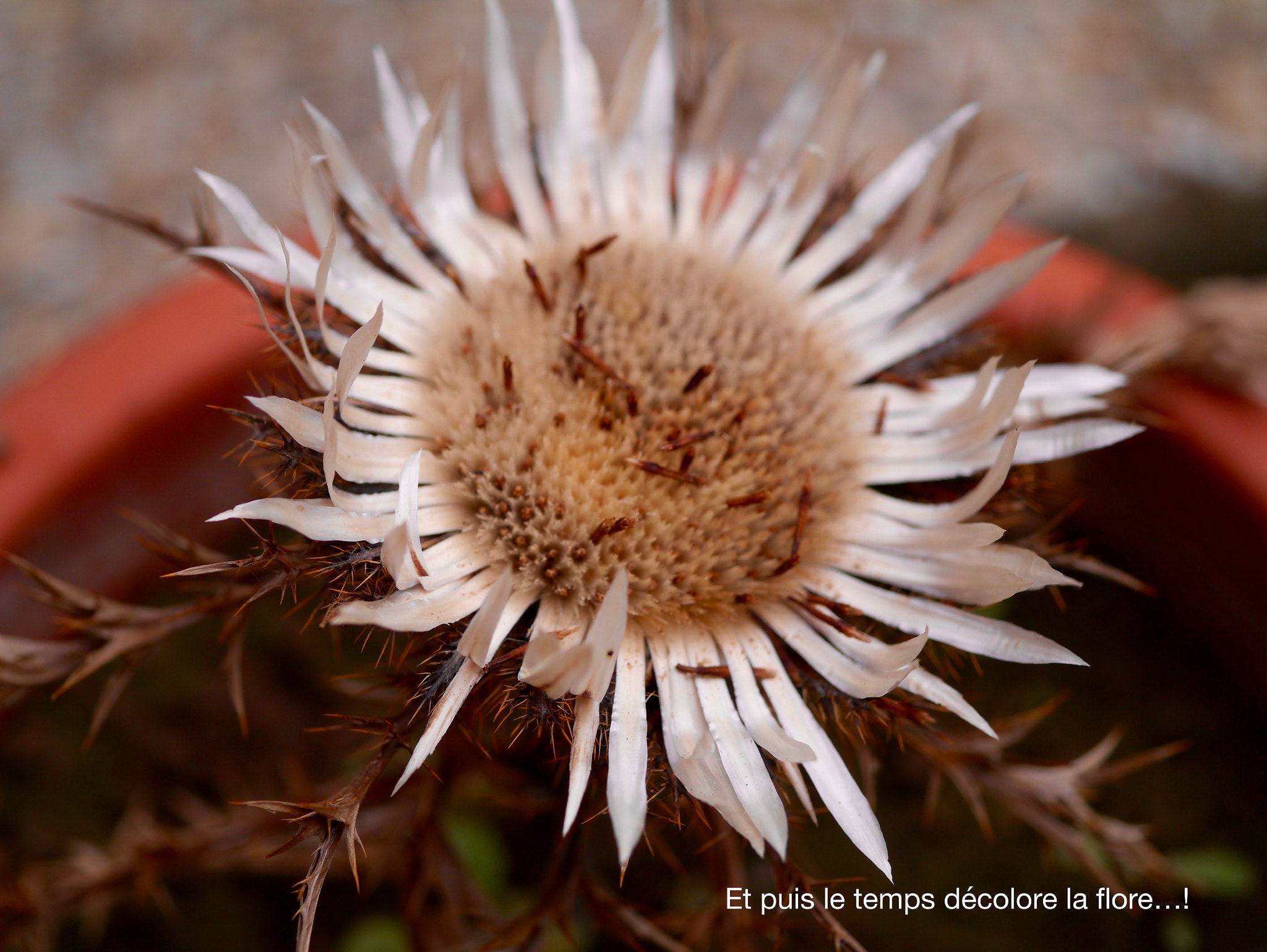 Panasonic Lumix DMC-GX1 + Panasonic Lumix G Macro 30mm F2.8 ASPH Mega OIS sample photo. Et puis le temps décolore la flore...! photography