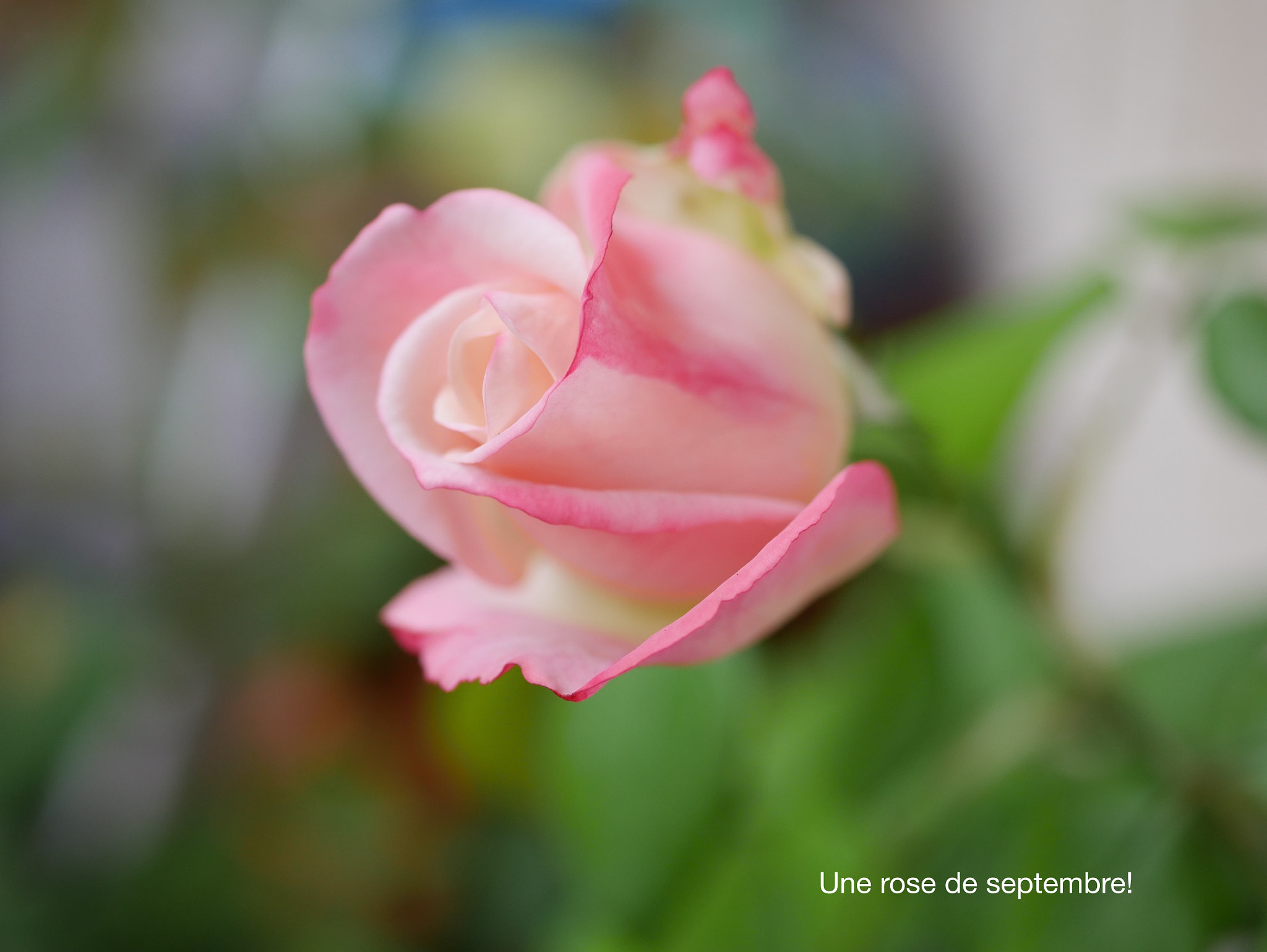 Panasonic Lumix G Macro 30mm F2.8 ASPH Mega OIS sample photo. Rose de septembre photography